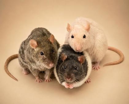 Shaggy, Adoptable, Adult Male Rat & Rat.