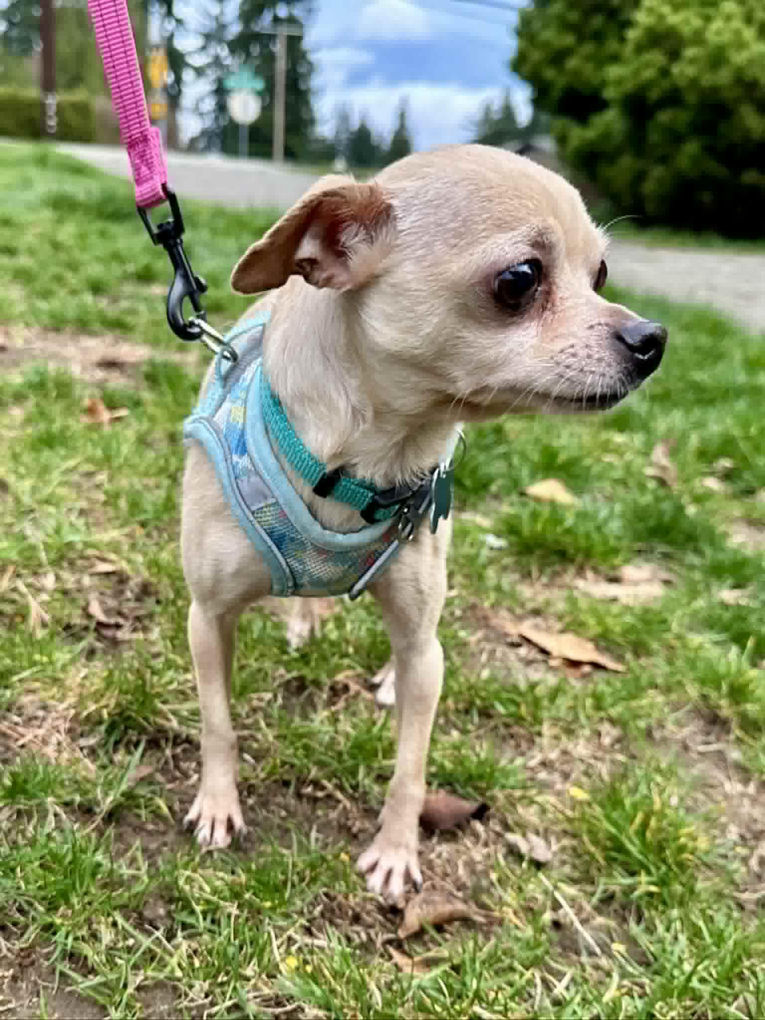 Enlarge Rogue, a Adoptable Chihuahua in Covington, WA image 3/5
