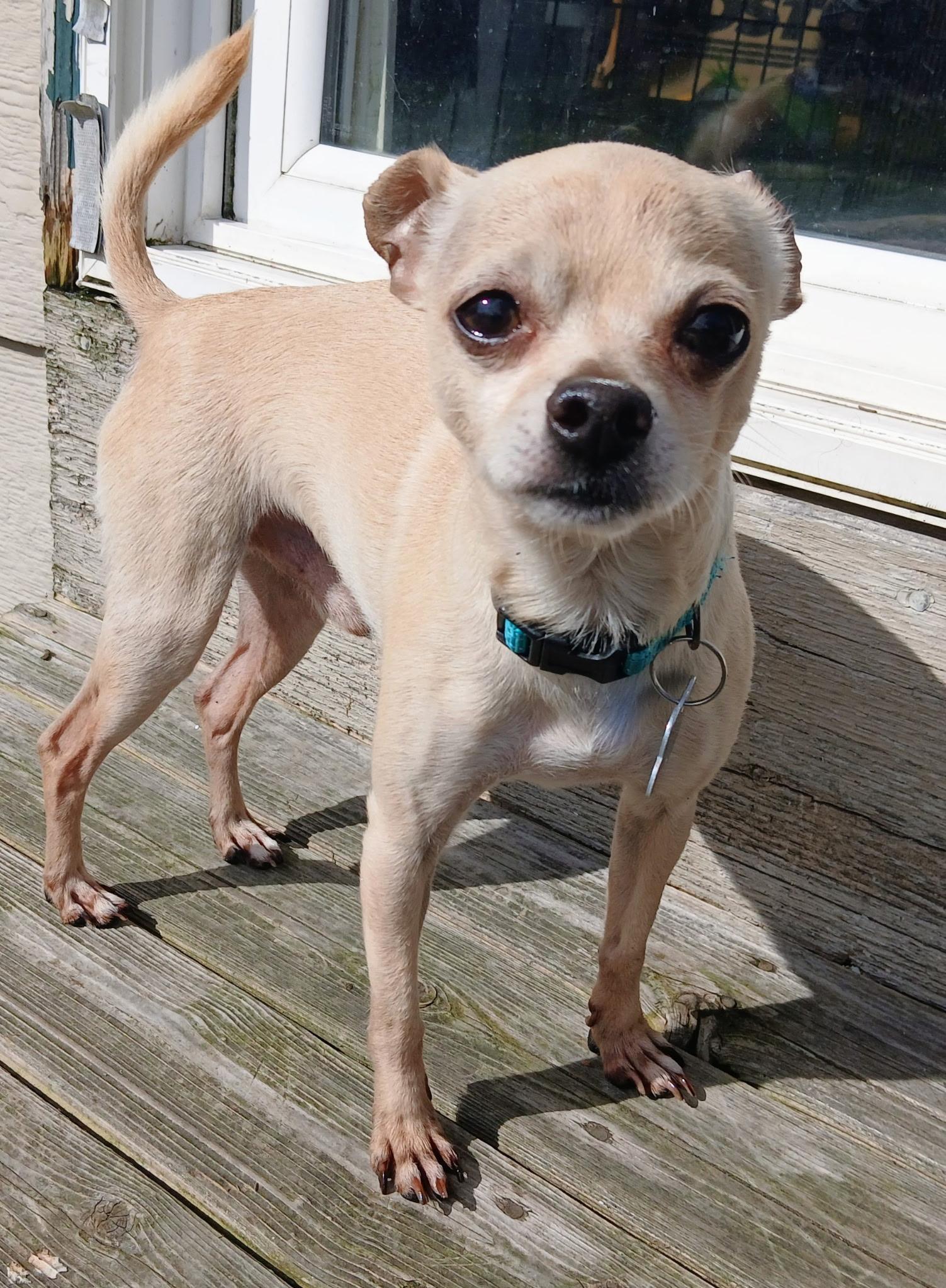 Enlarge Rogue, a Adoptable Chihuahua in Covington, WA image 2/5