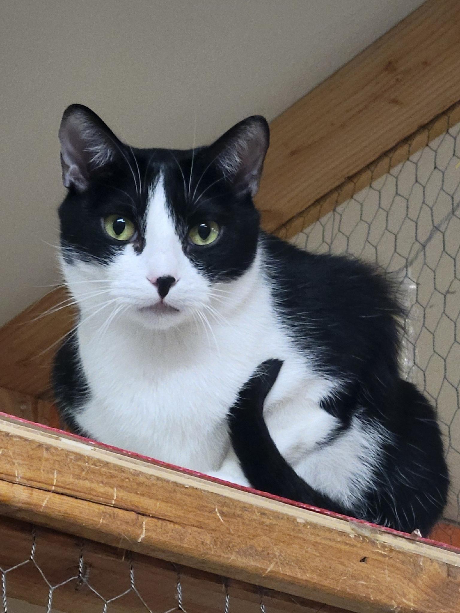 Enlarge Flash, a Adoptable Domestic Short Hair in Palo Cedro, CA image 1/1