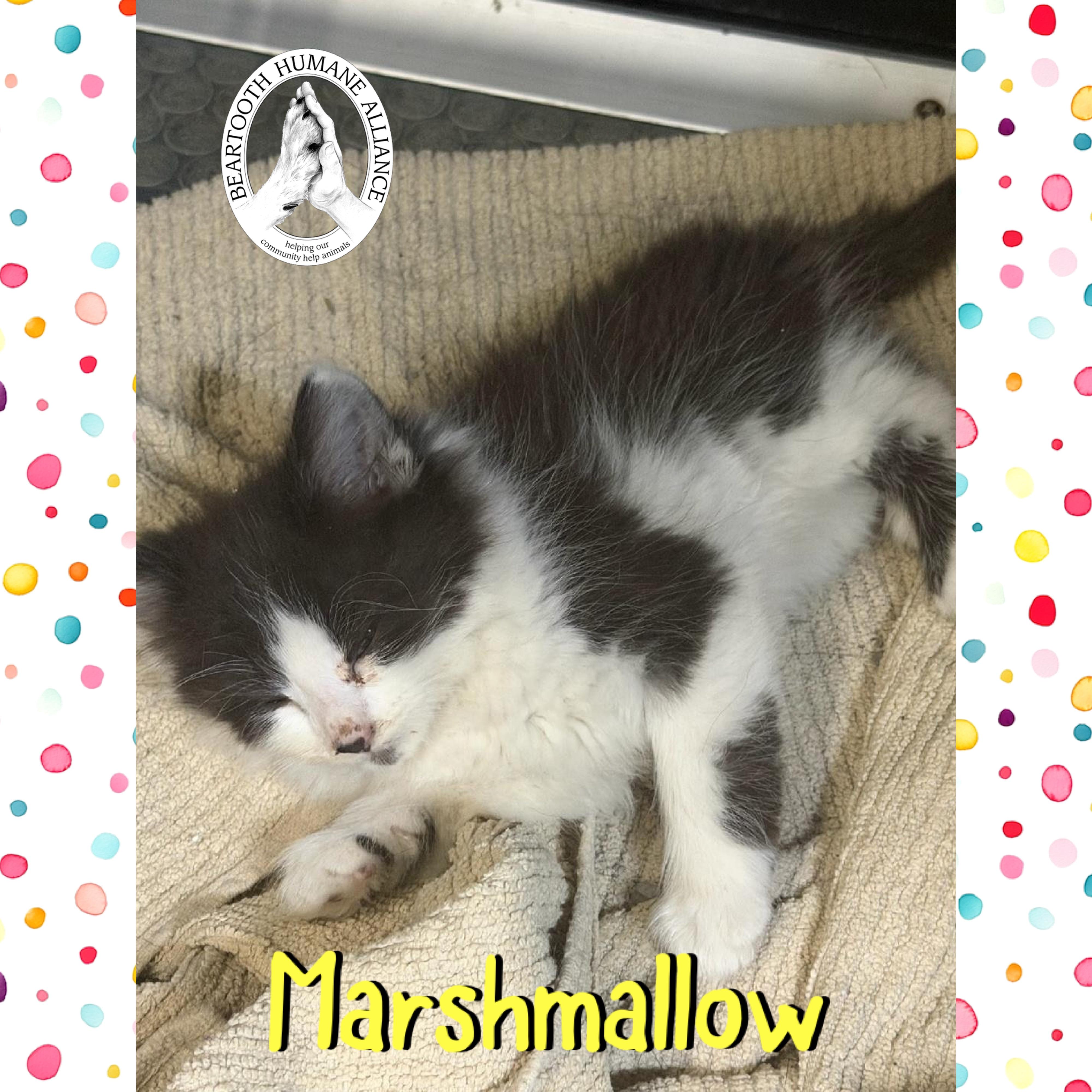 Marshmallow, a ADOPTABLE mixed breed in Red Lodge, MT image 2/2