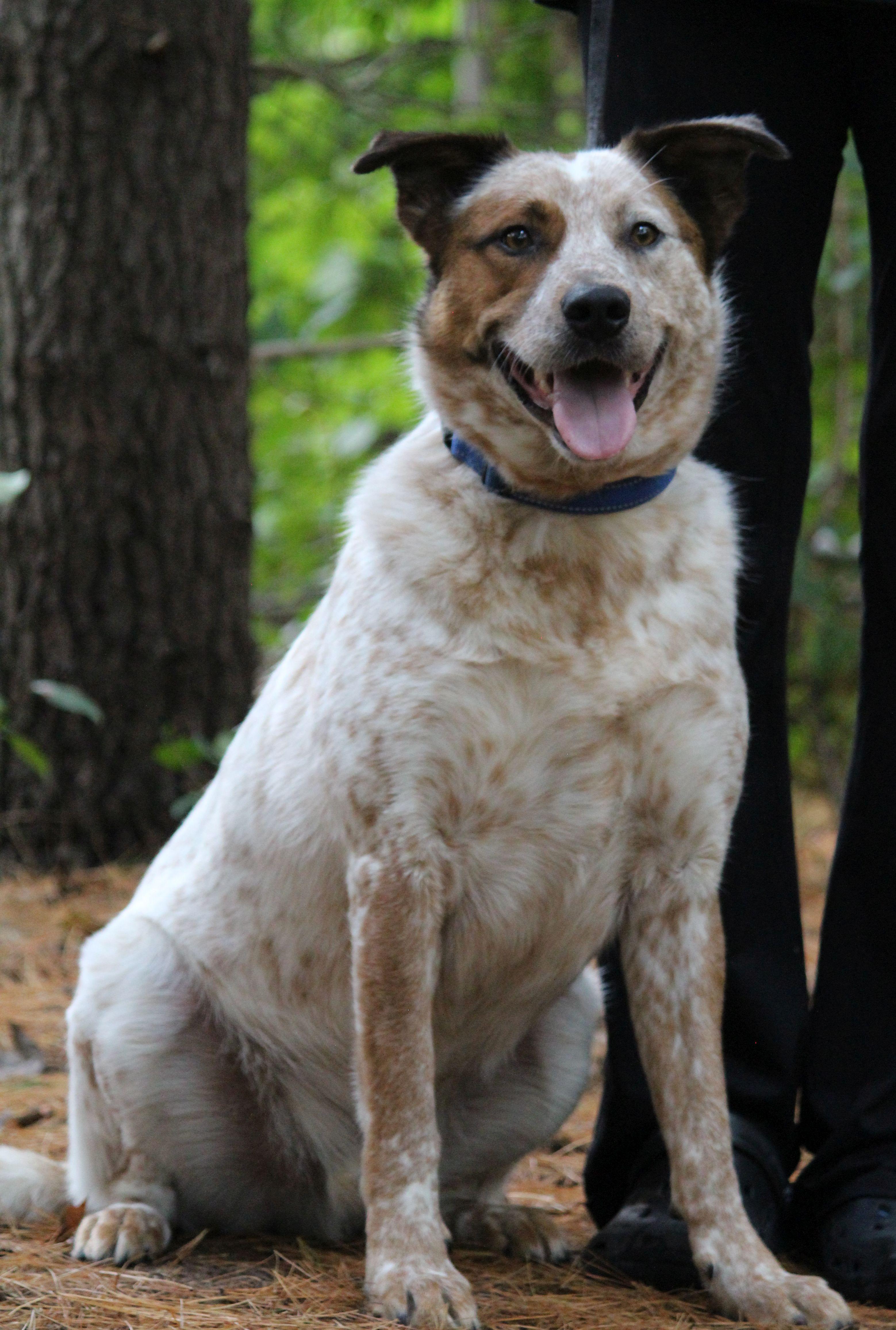 Cash, a Adoptable mixed breed in Portage, WI image 2/5
