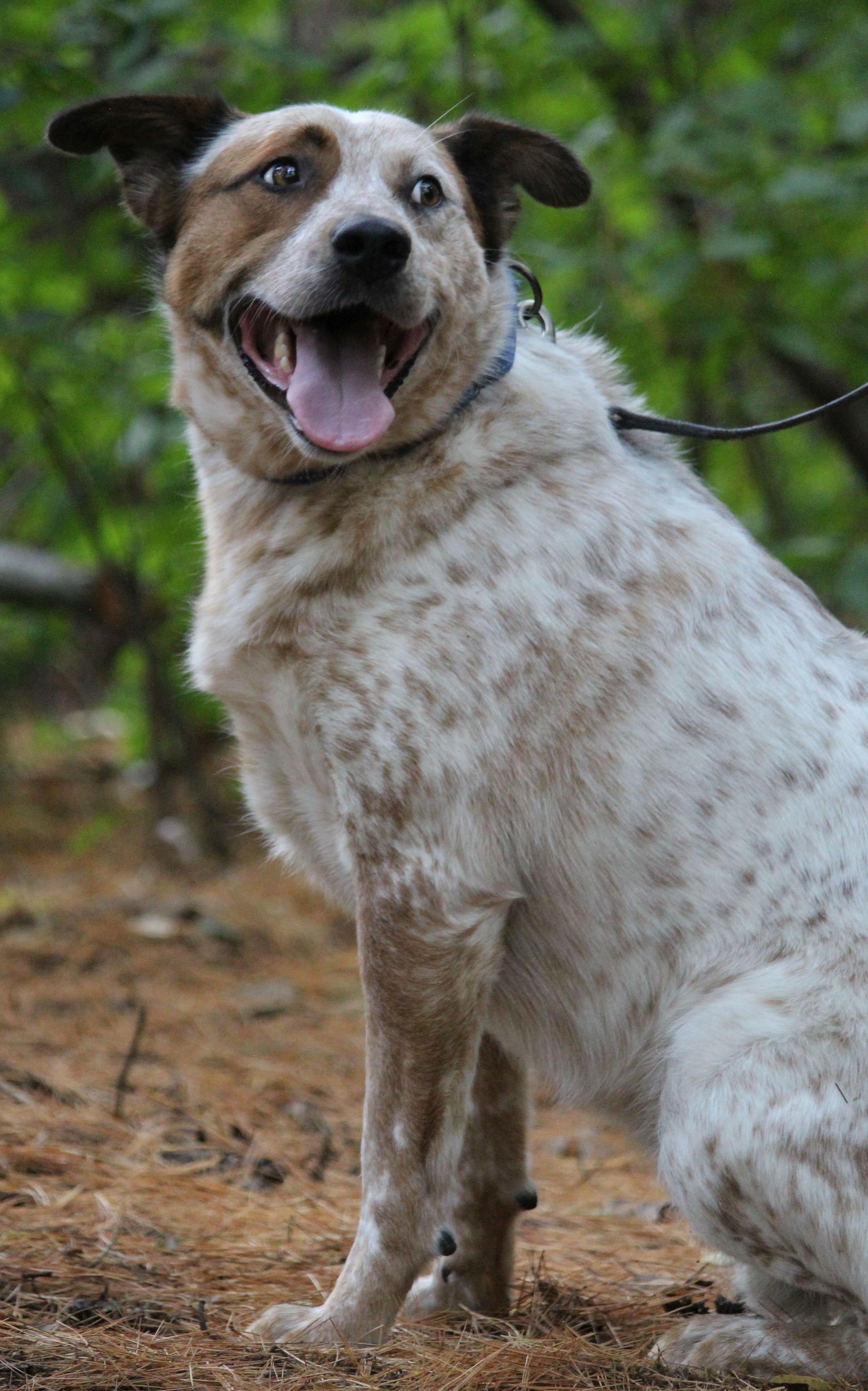 Cash, a Adoptable mixed breed in Portage, WI image 3/5