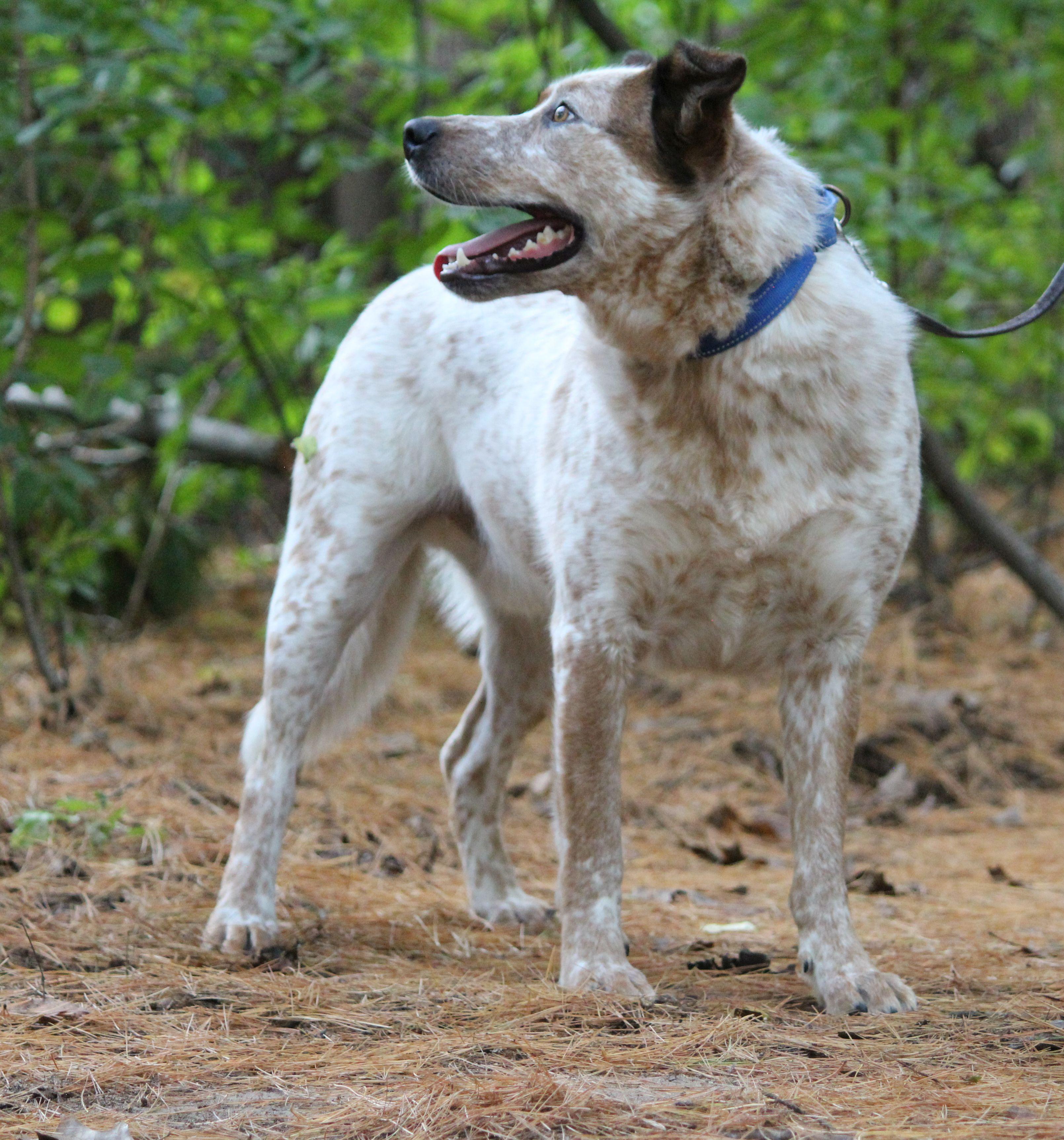 Cash, a Adoptable mixed breed in Portage, WI image 4/5