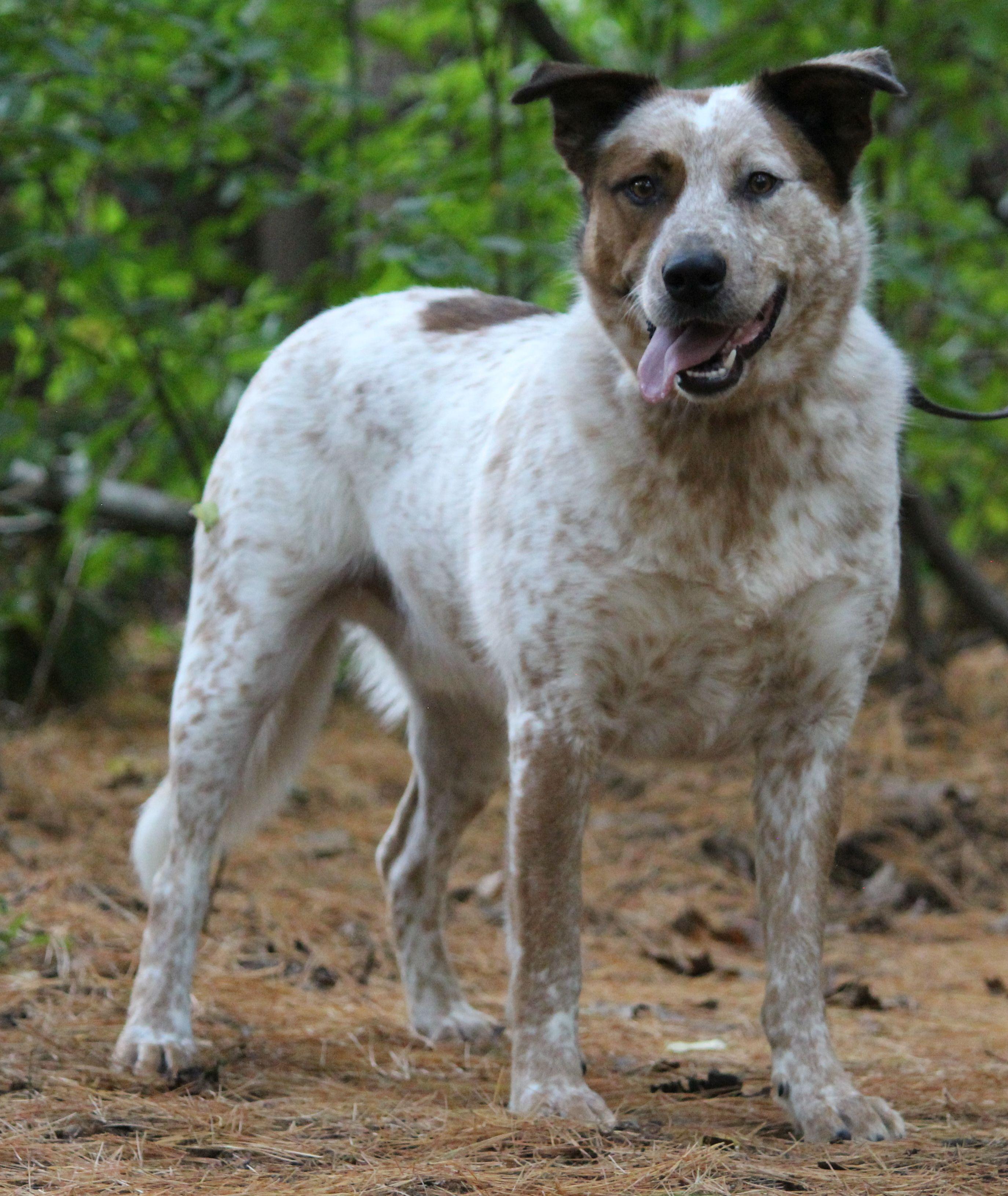 Cash, a Adoptable mixed breed in Portage, WI image 5/5