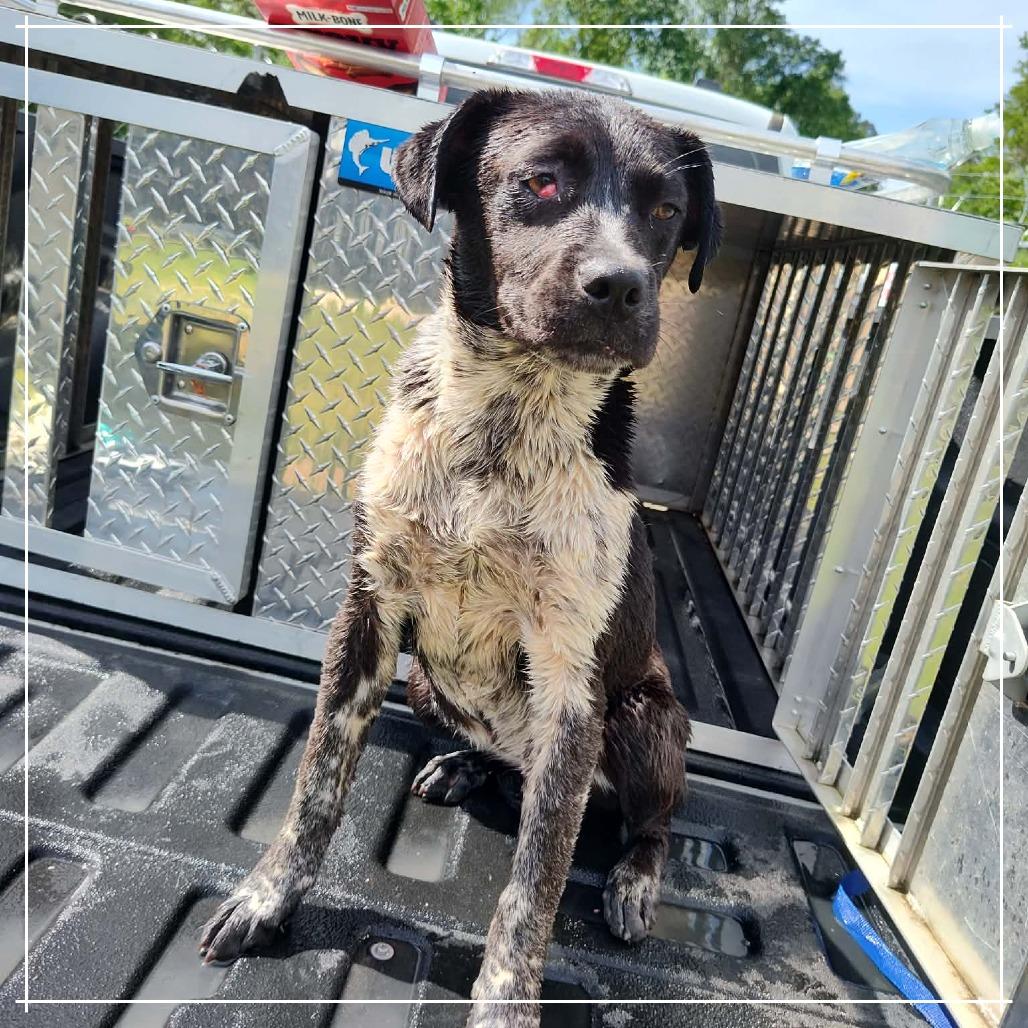 Enlarge Oreo, a Adoptable Black Labrador Retriever in Lyons, GA image 1/1