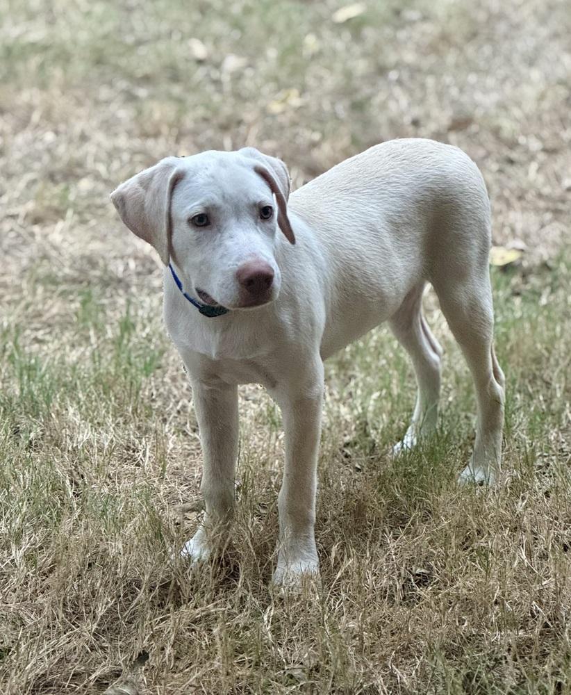 Donovanres / Theo / Murphy, Adoptable, Puppy Male Labrador Retriever & Mixed Breed.