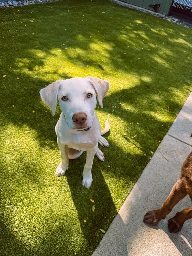 Enlarge Donovanres / Murphy, a Adoptable mixed breed in Broomfield, CO image 2/6
