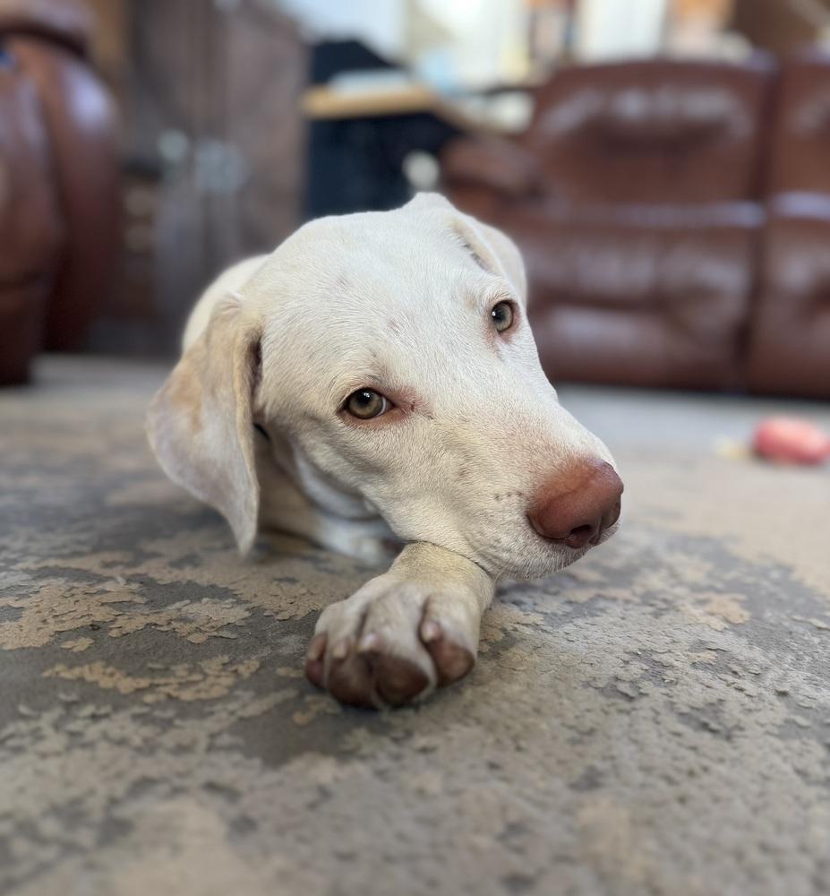 Enlarge Donovanres / Theo / Murphy, a Adoptable mixed breed in Broomfield, CO image 4/6