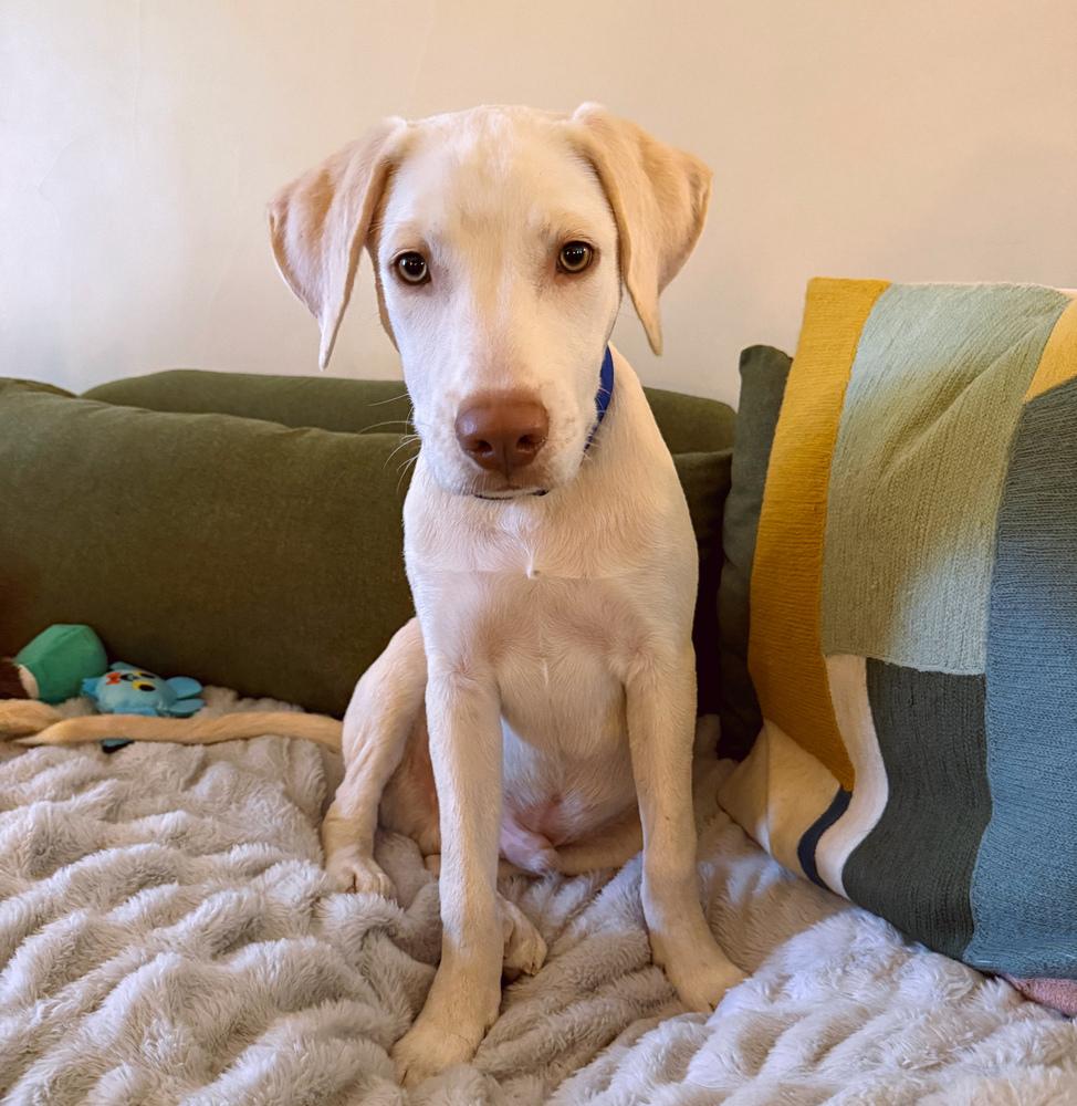 Enlarge Donovanres / Murphy, a Adoptable mixed breed in Broomfield, CO image 4/6