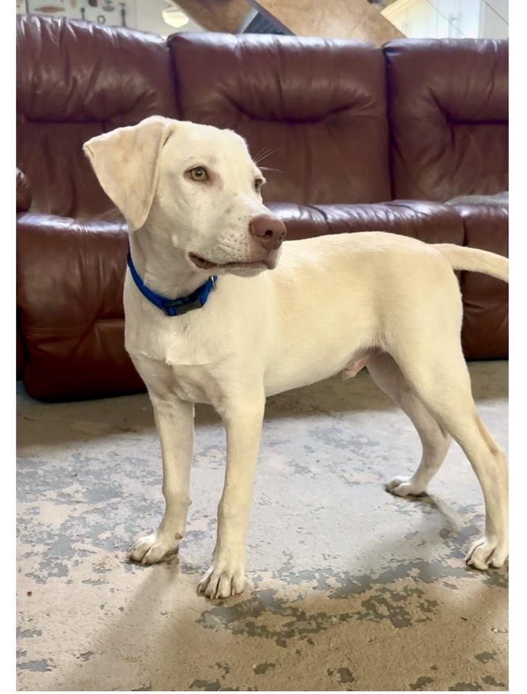 Enlarge Donovanres / Theo / Murphy, a Adoptable mixed breed in Broomfield, CO image 6/6