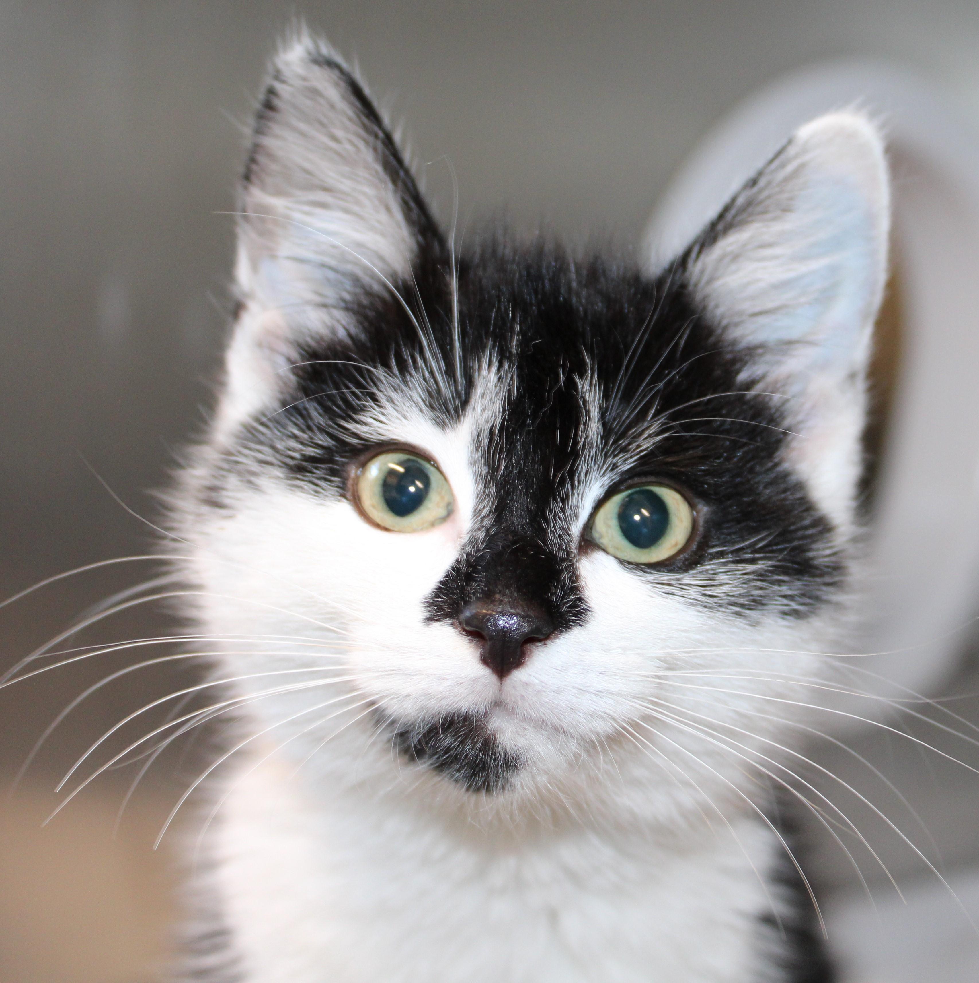 Enlarge Flower, an adopted Domestic Short Hair in Mississauga, ON image 1/1