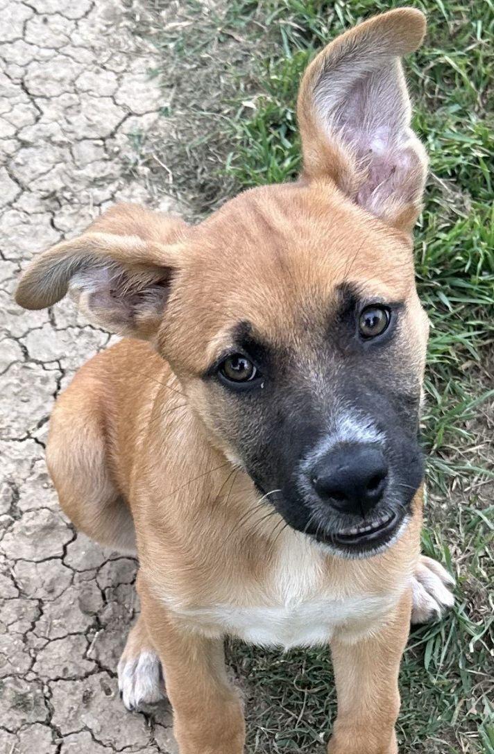 Buffy, Adoptable, Young Female Shepherd.