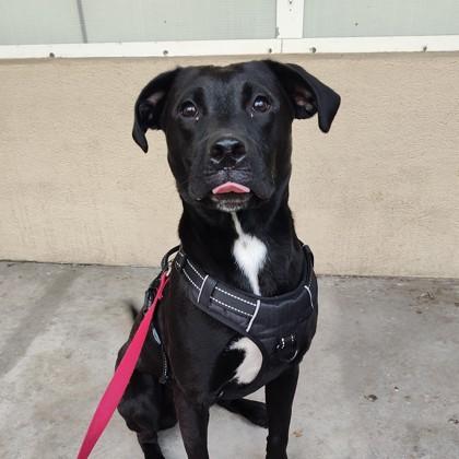 Enzo, Adoptable, Adult Male Terrier & Mixed Breed.