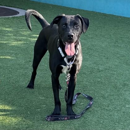 Enzo, Adoptable, Adult Male Terrier & Mixed Breed.