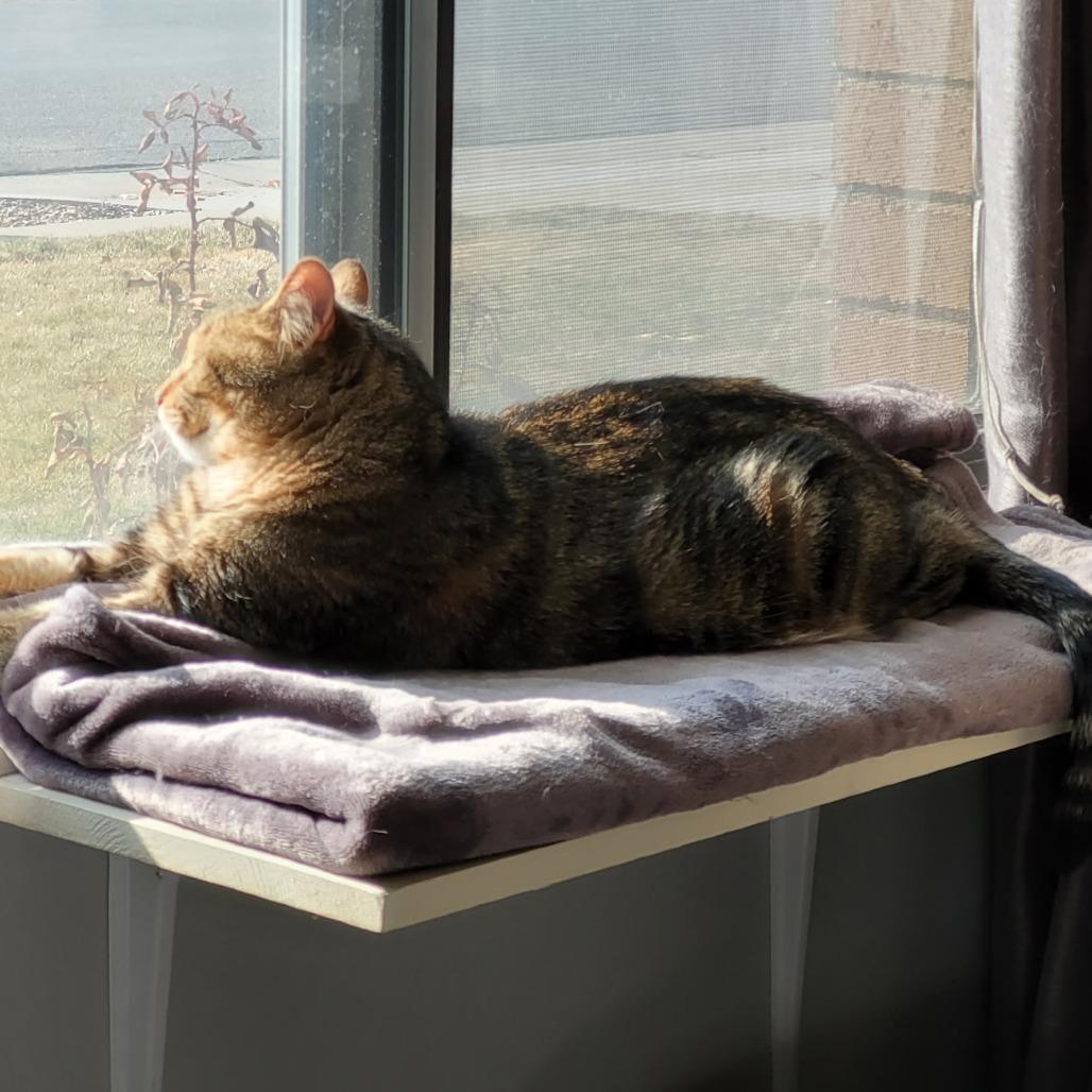 Natcho, Adoptable, Senior Male Domestic Short Hair.