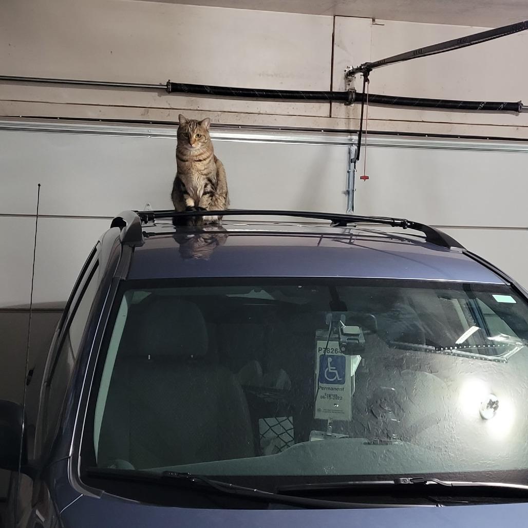 Enlarge Natcho, a Adoptable Domestic Short Hair in Layton, UT image 2/6