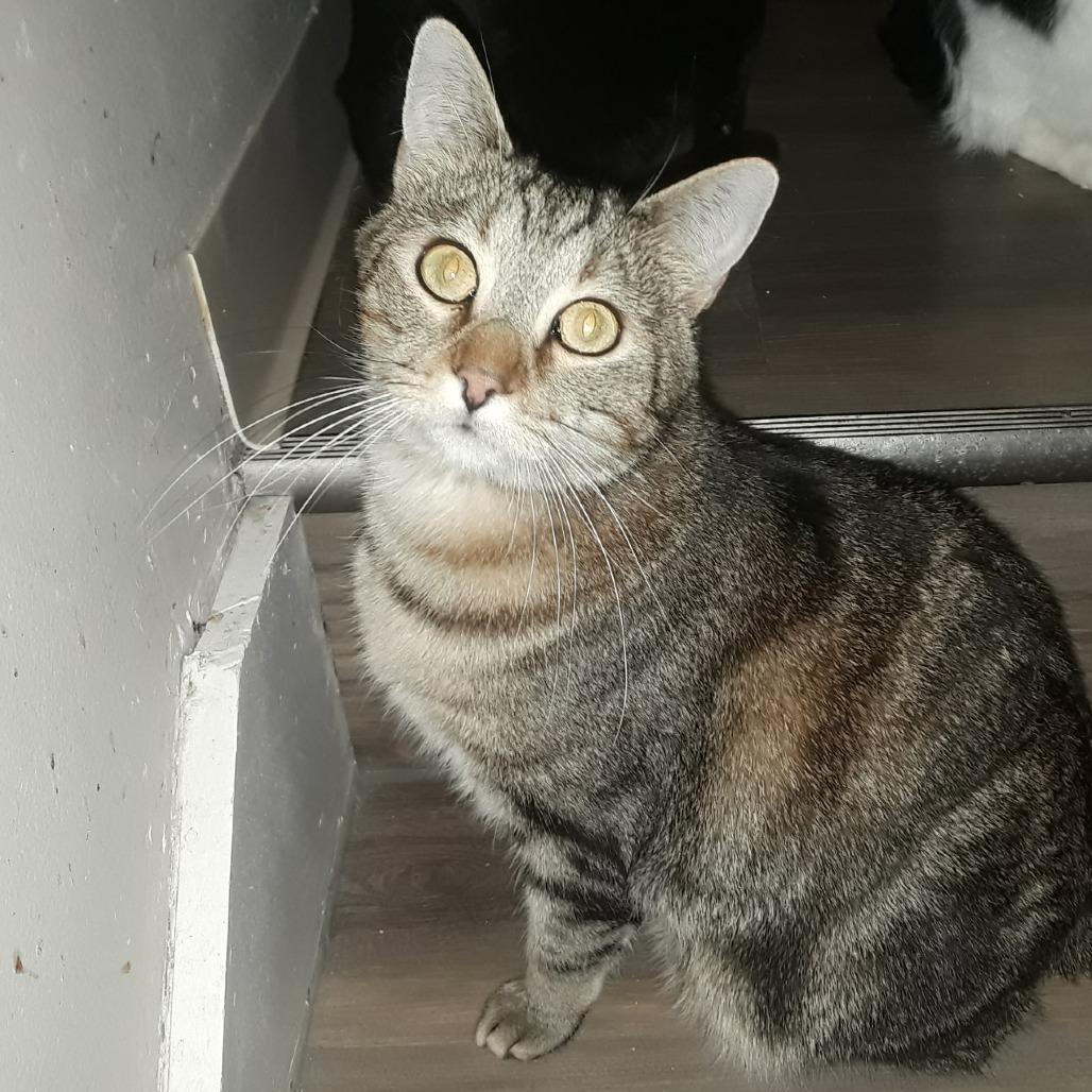 Enlarge Natcho, a Adoptable Domestic Short Hair in Layton, UT image 3/6