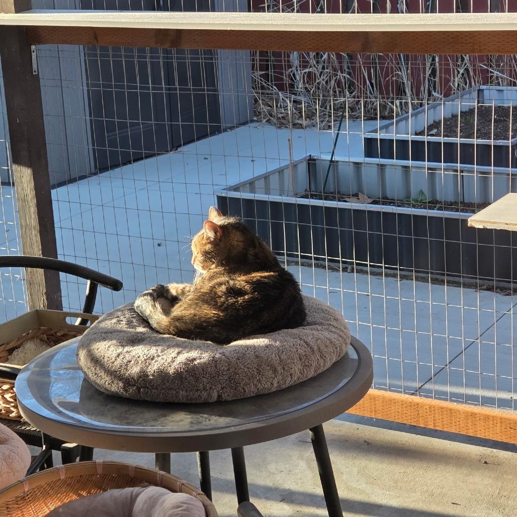 Enlarge Natcho, a Adoptable Domestic Short Hair in Layton, UT image 4/6