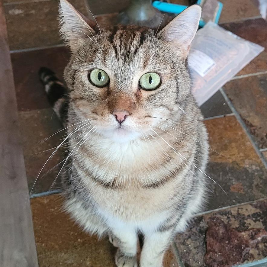 Enlarge Natcho, a Adoptable Domestic Short Hair in Layton, UT image 5/6