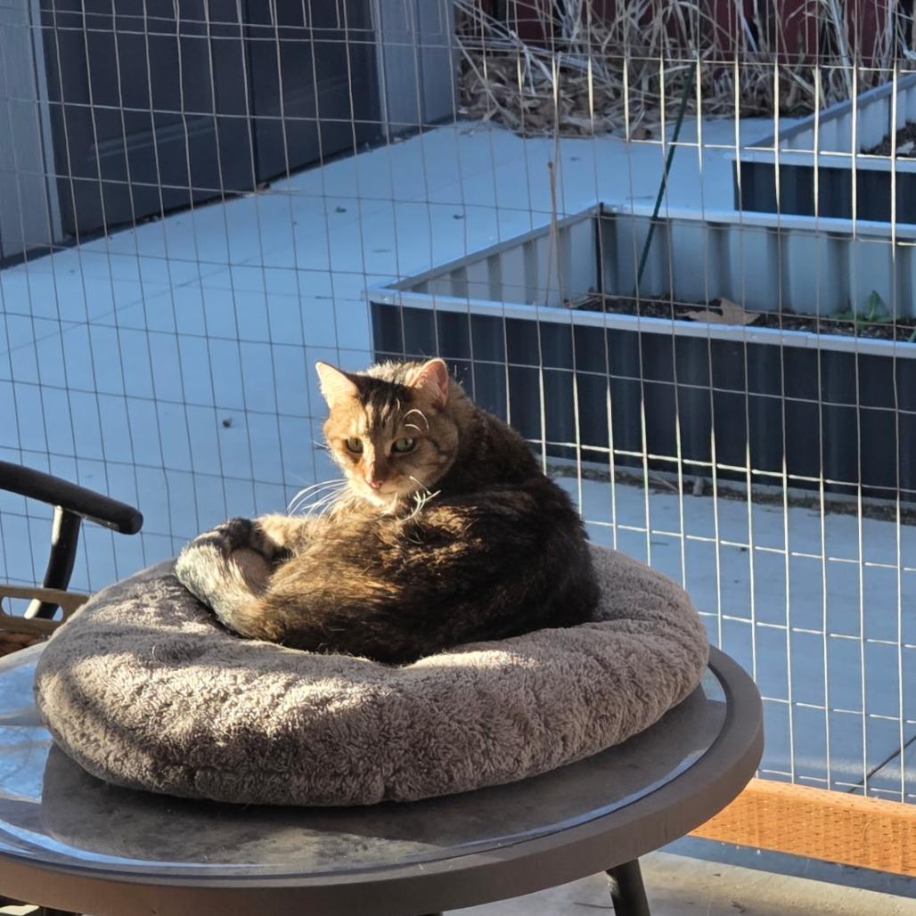 Enlarge Natcho, a Adoptable Domestic Short Hair in Layton, UT image 6/6