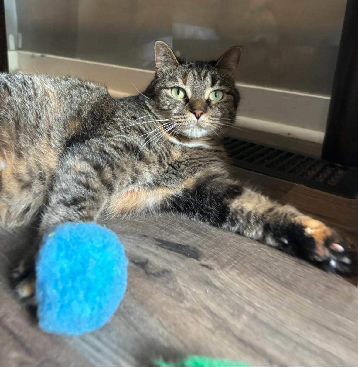 Enlarge Houdini, a Adoptable Domestic Short Hair in Hudsonville, MI image 6/6