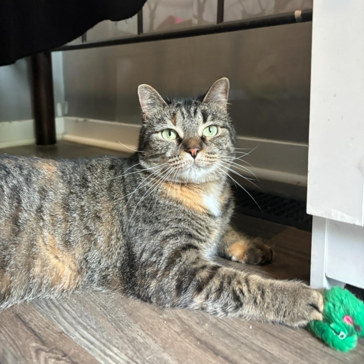 Houdini, Adoptable, Adult Female Domestic Short Hair.