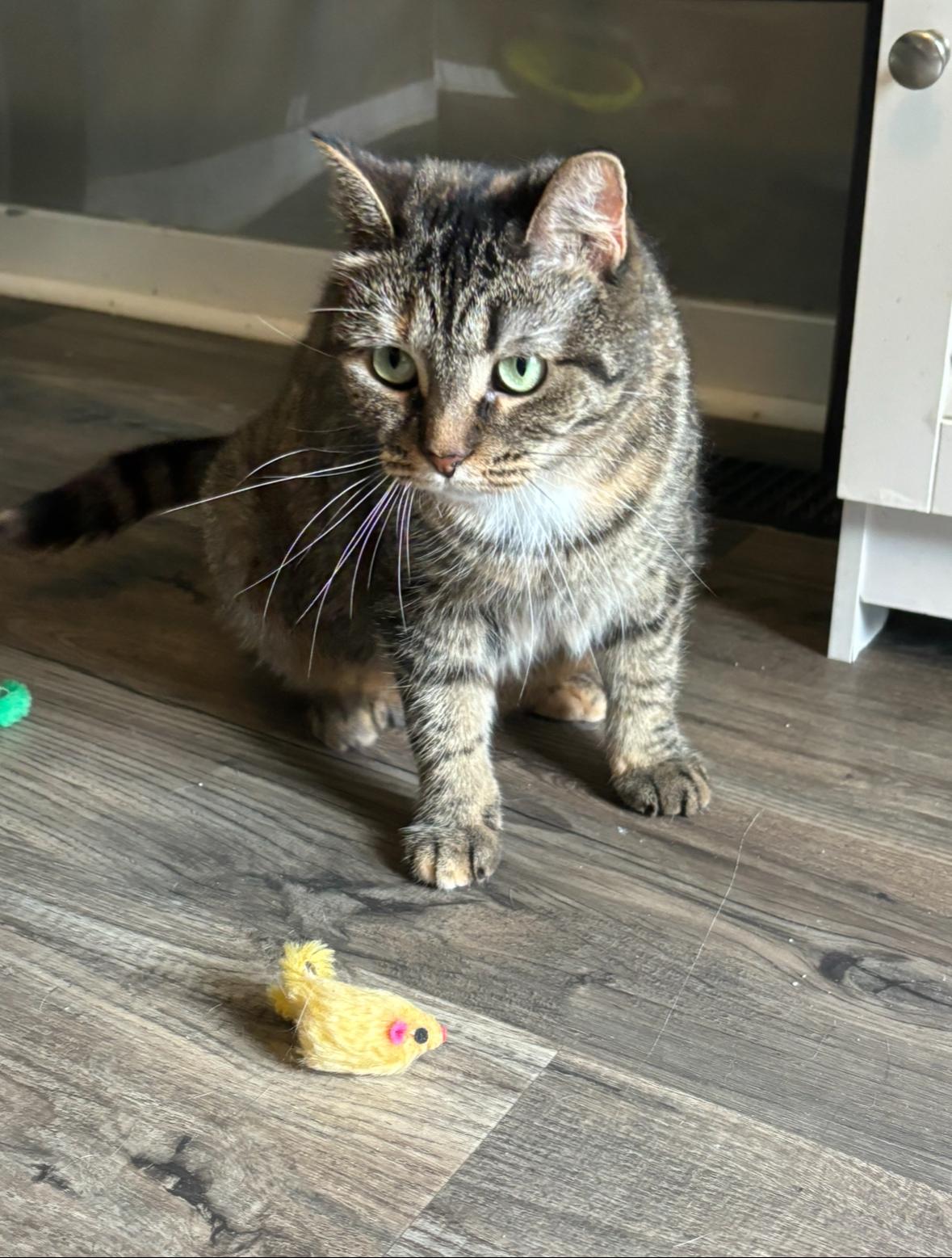 Enlarge Houdini, a Adoptable Domestic Short Hair in Hudsonville, MI image 3/6