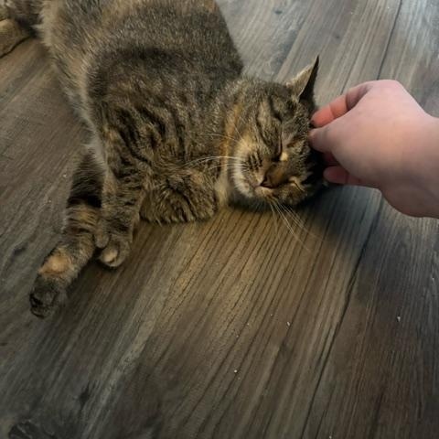 Enlarge Houdini, a Adoptable Domestic Short Hair in Hudsonville, MI image 5/6