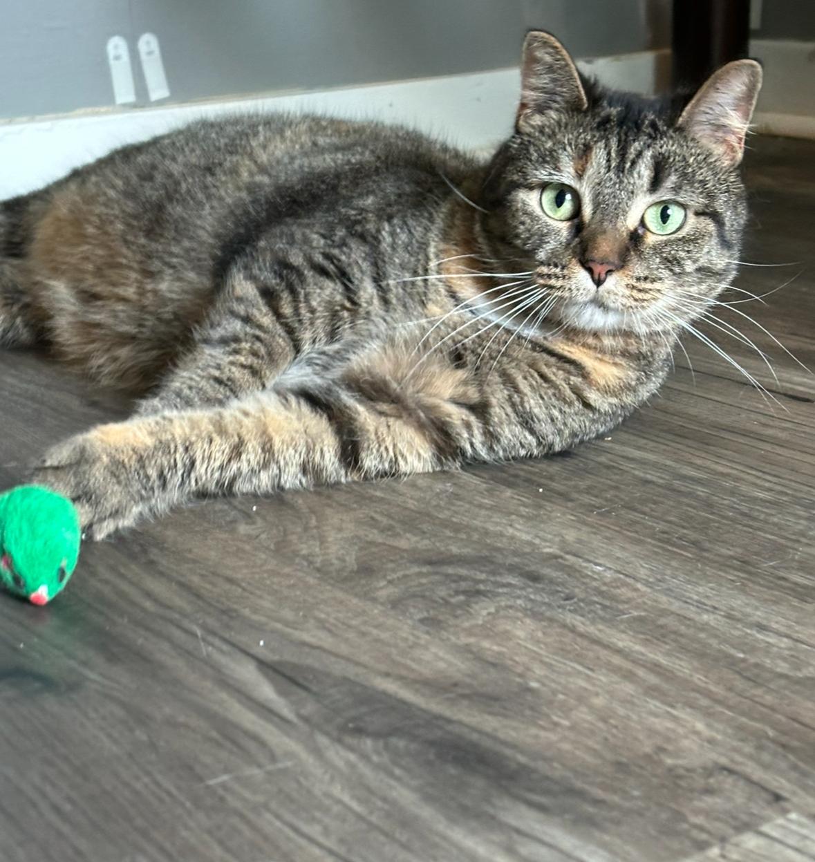 Enlarge Houdini, a Adoptable Domestic Short Hair in Hudsonville, MI image 2/6
