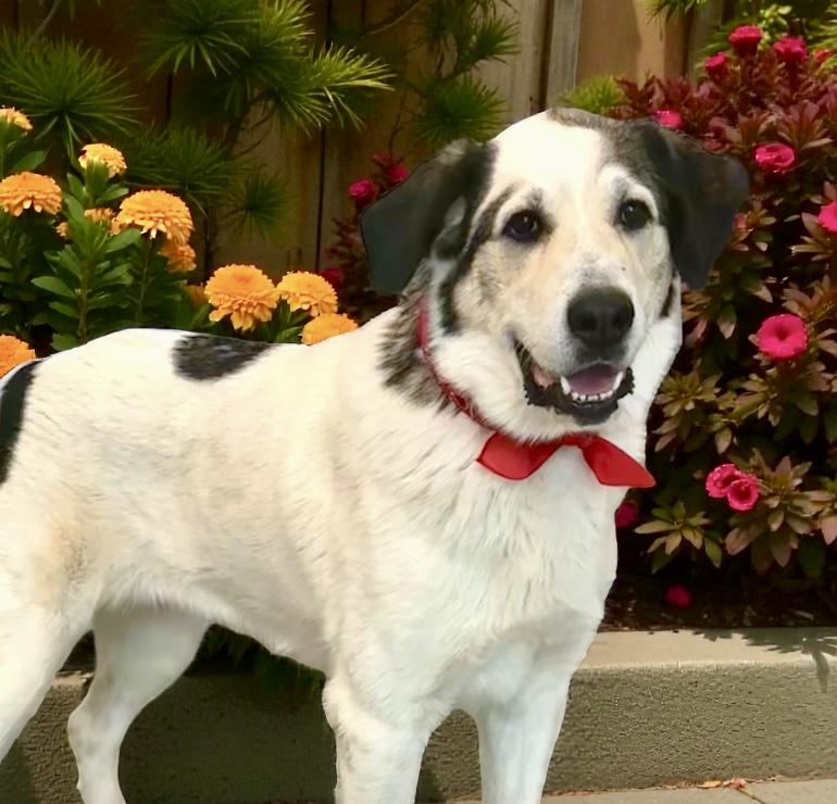 Zora, a Adoptable mixed breed in Perry, IA image 3/5