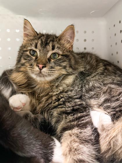 Magnet, Adoptable, Kitten Male Domestic Long Hair & Domestic Short Hair.