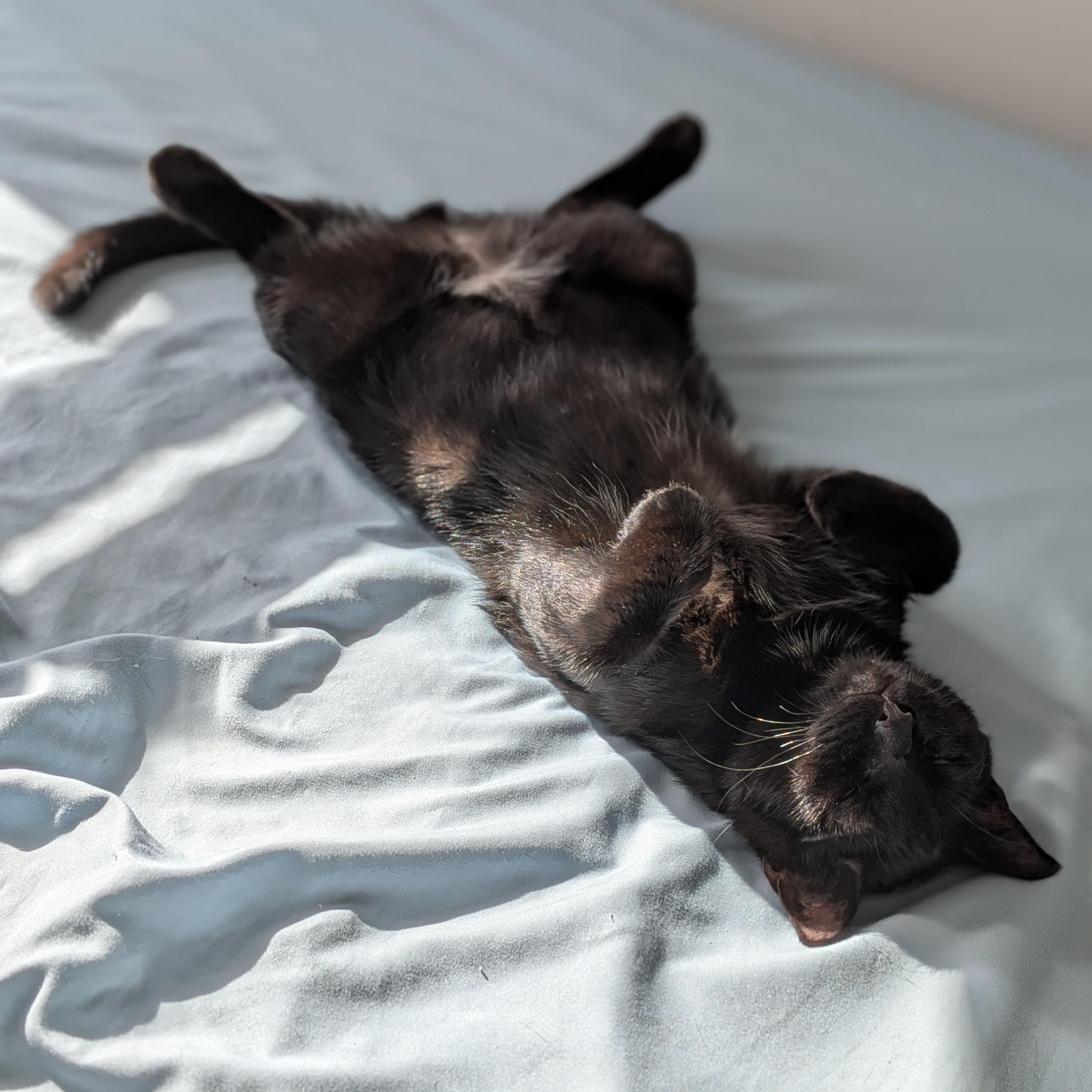 Enlarge Enzo, a Adoptable Domestic Short Hair in Parkland, FL image 1/6