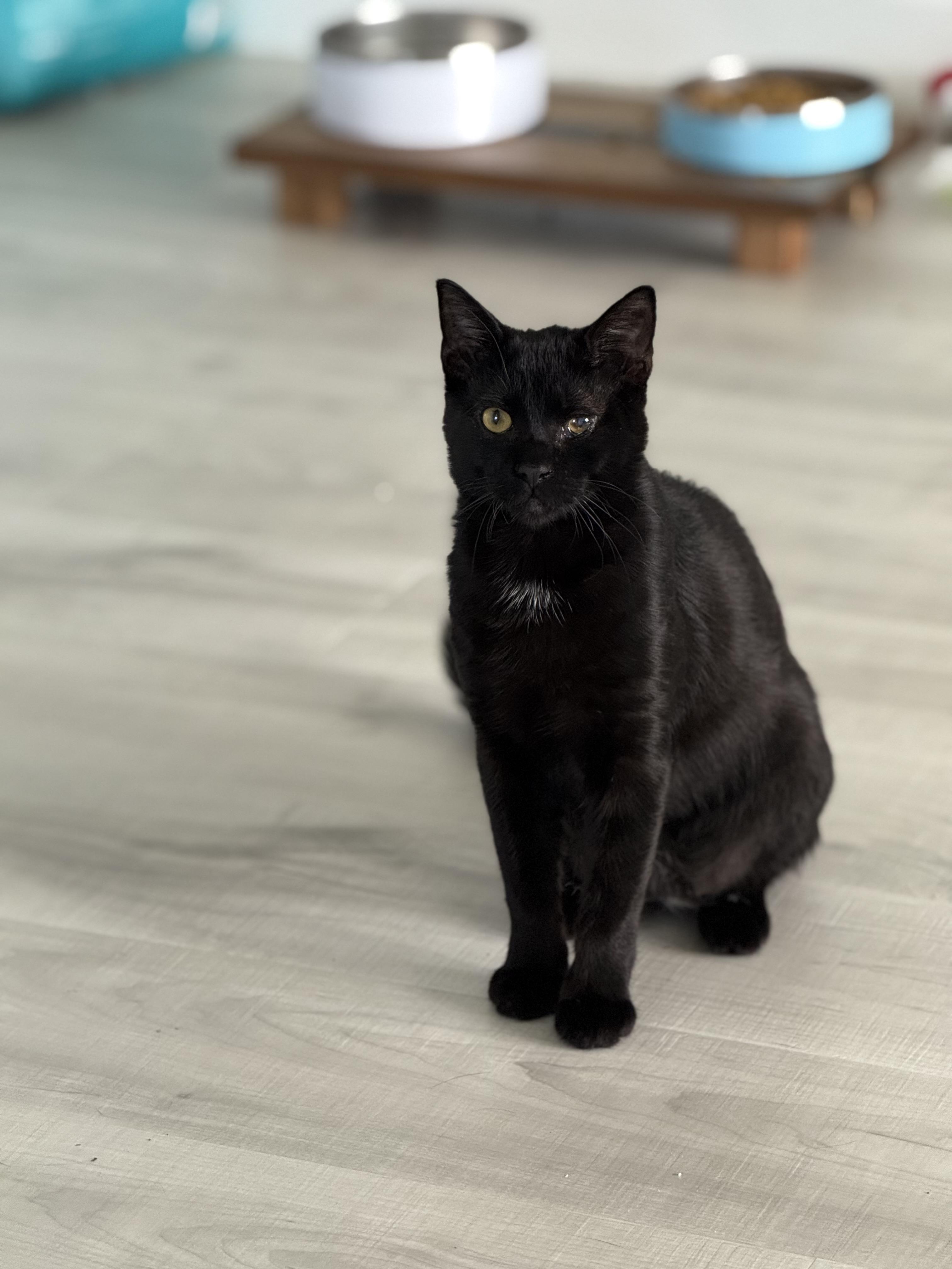 Enzo, Young Male Domestic Short Hair