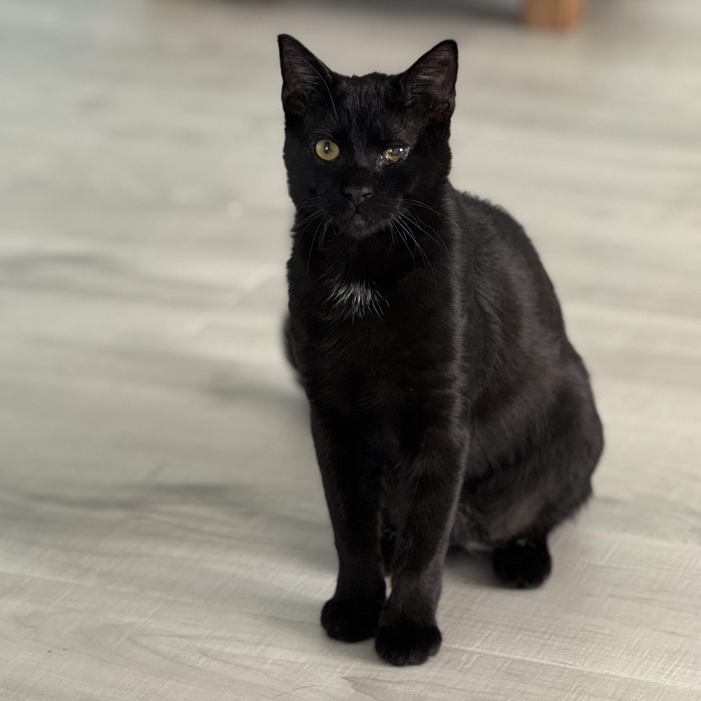 Enlarge Enzo, a Adoptable Domestic Short Hair in Parkland, FL image 2/6