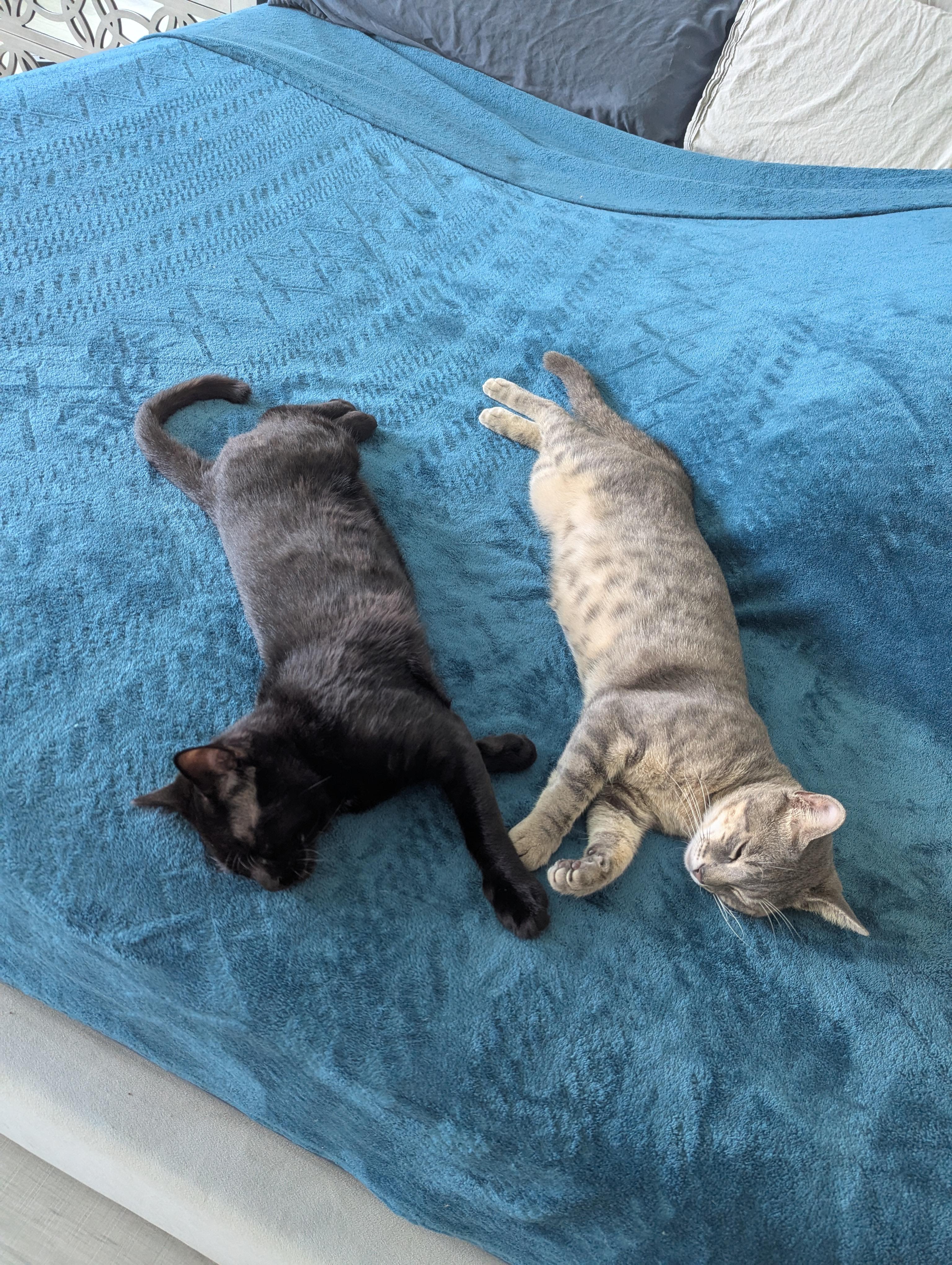 Enlarge Enzo, a Adoptable Domestic Short Hair in Parkland, FL image 4/6