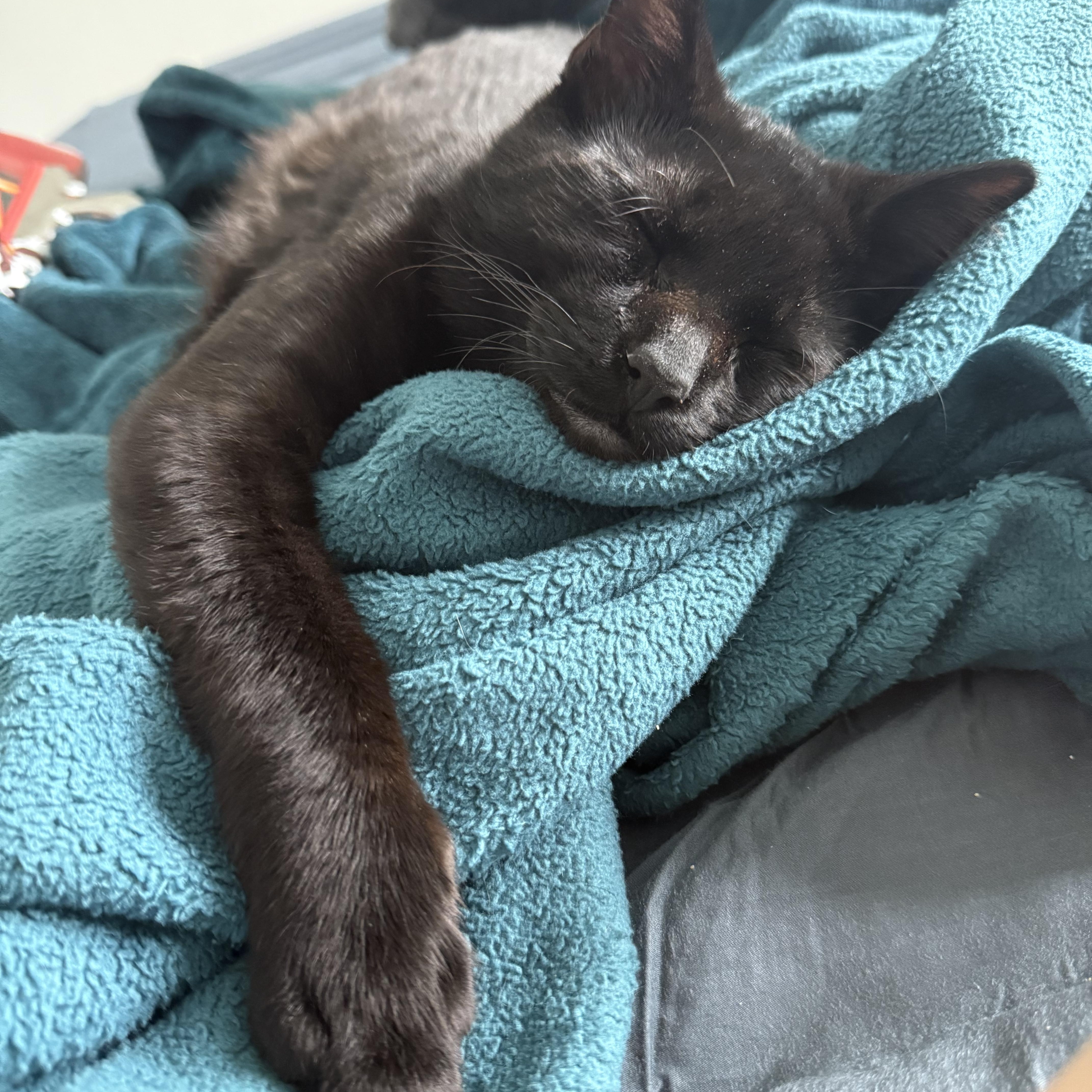 Enlarge Enzo, a Adoptable Domestic Short Hair in Parkland, FL image 5/6