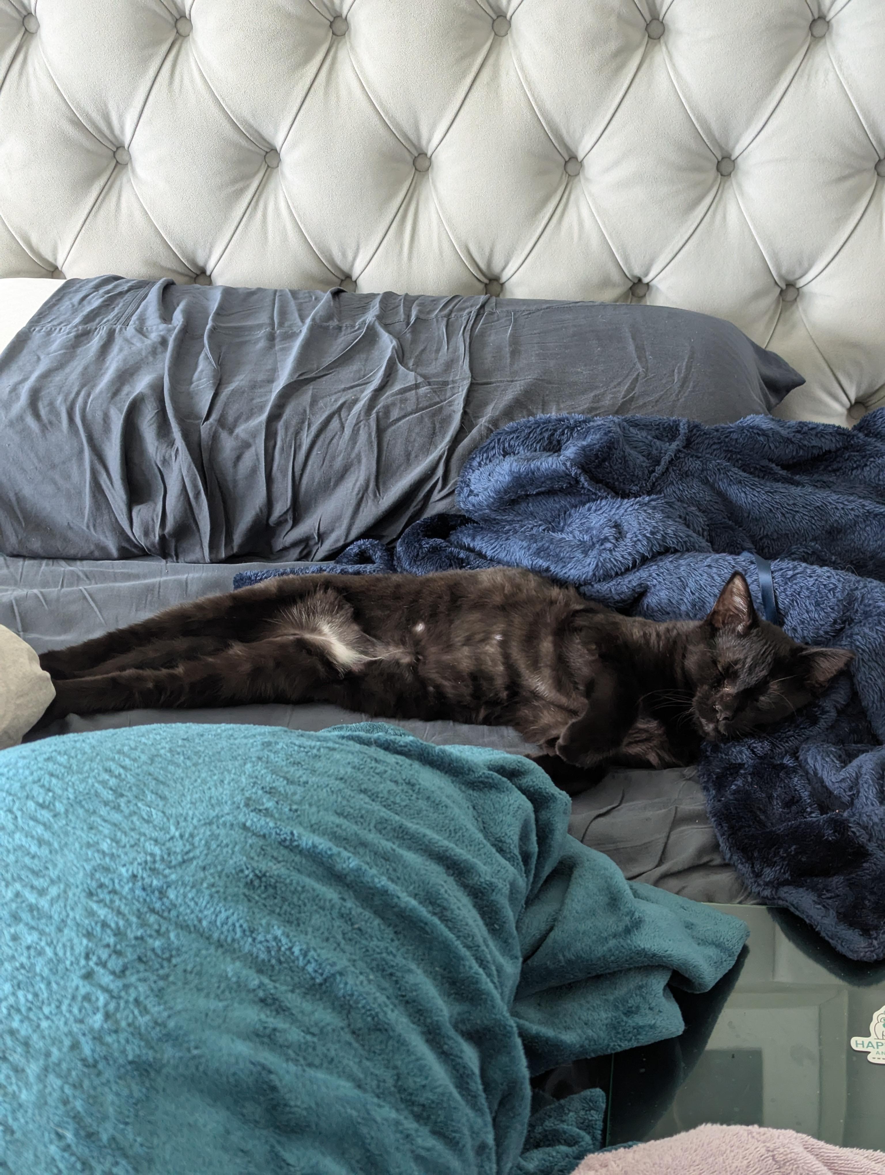 Enlarge Enzo, a Adoptable Domestic Short Hair in Parkland, FL image 6/6