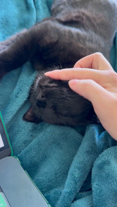 Enlarge Enzo, a Adoptable Domestic Short Hair in Parkland, FL video 3/6