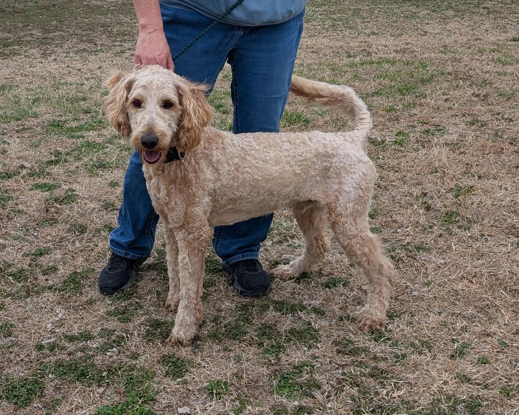 Chief, adopted, Adult Male Labradoodle.