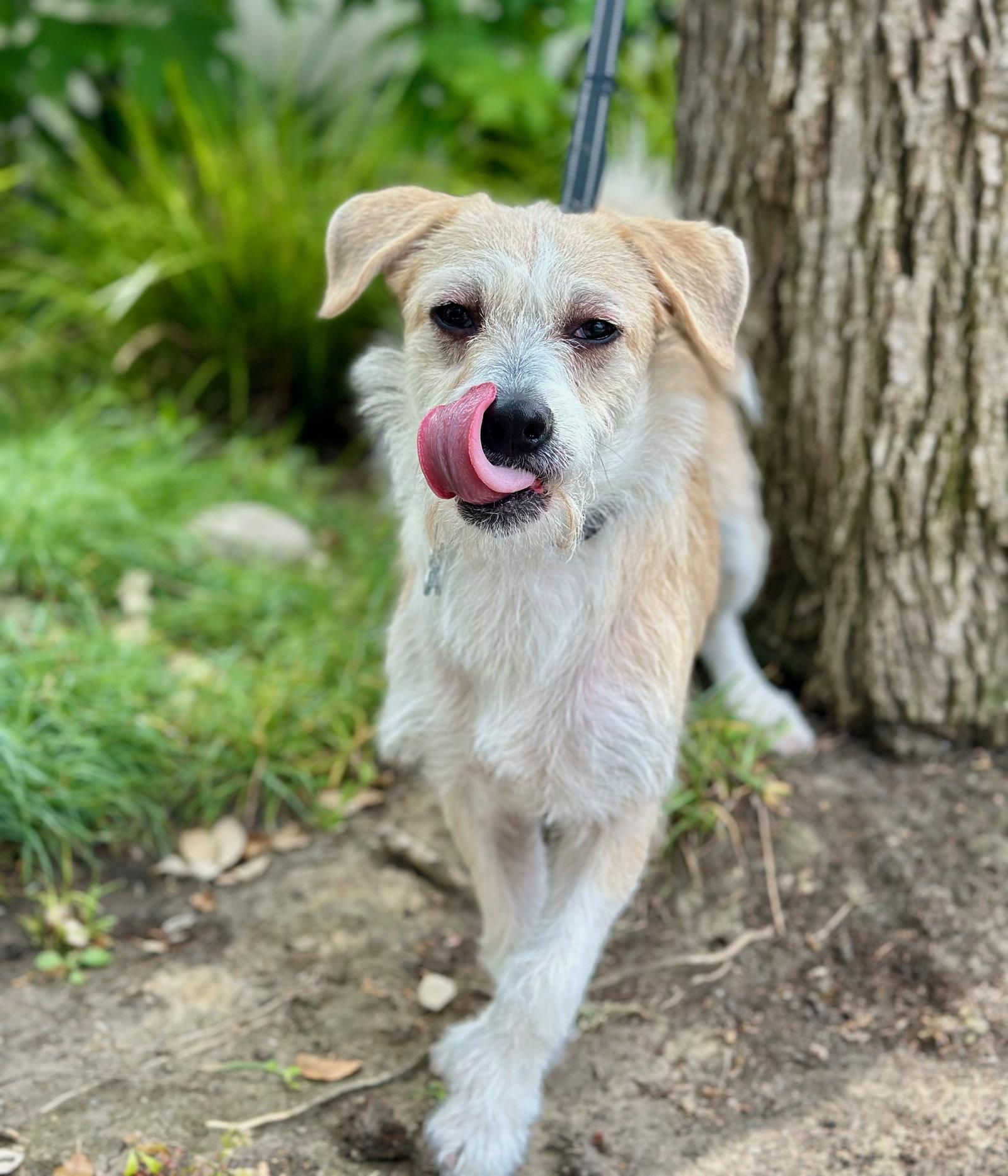Pokey, Adoptable, Puppy Male Parson Russell Terrier.