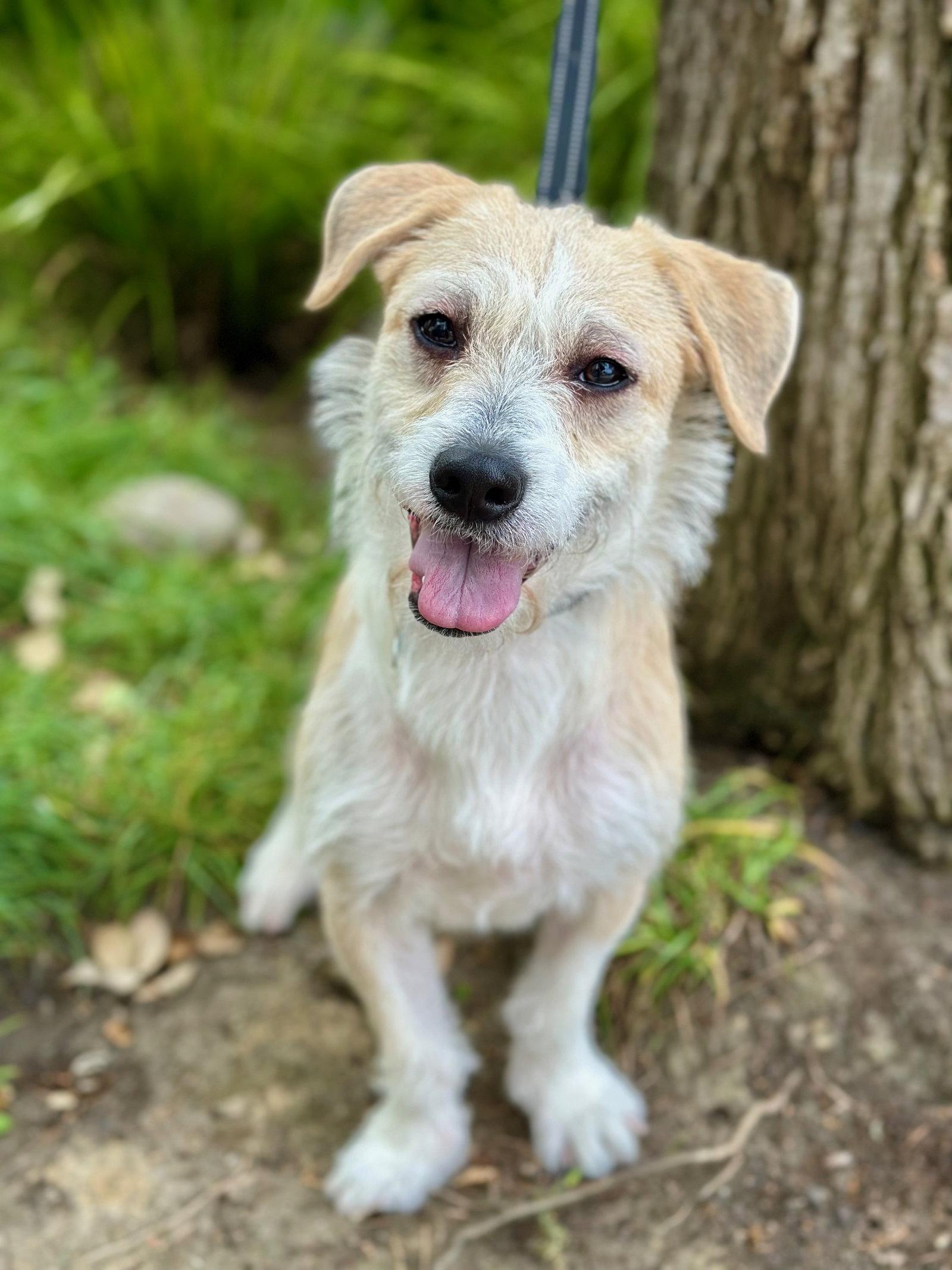 Pokey, a Adoptable Parson Russell Terrier in Palo Alto, CA image 2/3