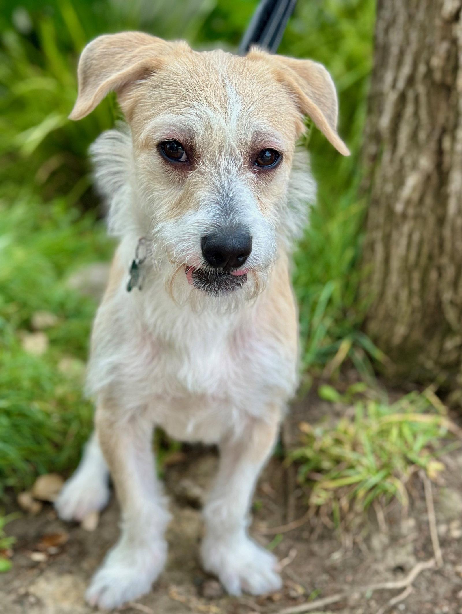 Pokey, a Adoptable Parson Russell Terrier in Palo Alto, CA image 3/3