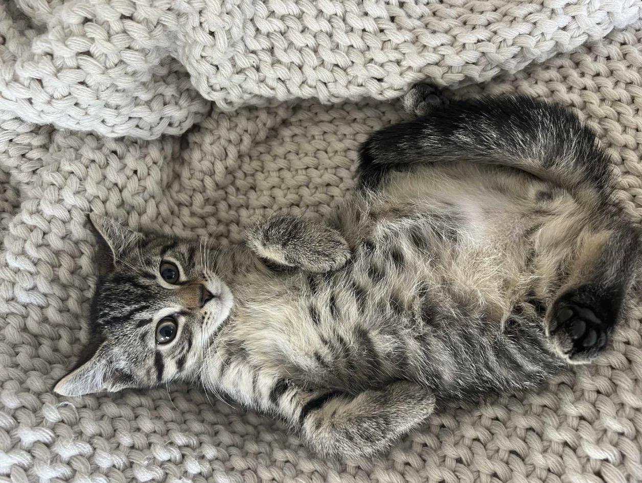 Enlarge Cocoa Reilly, a Adoptable Domestic Short Hair in Staten Island, NY image 4/6