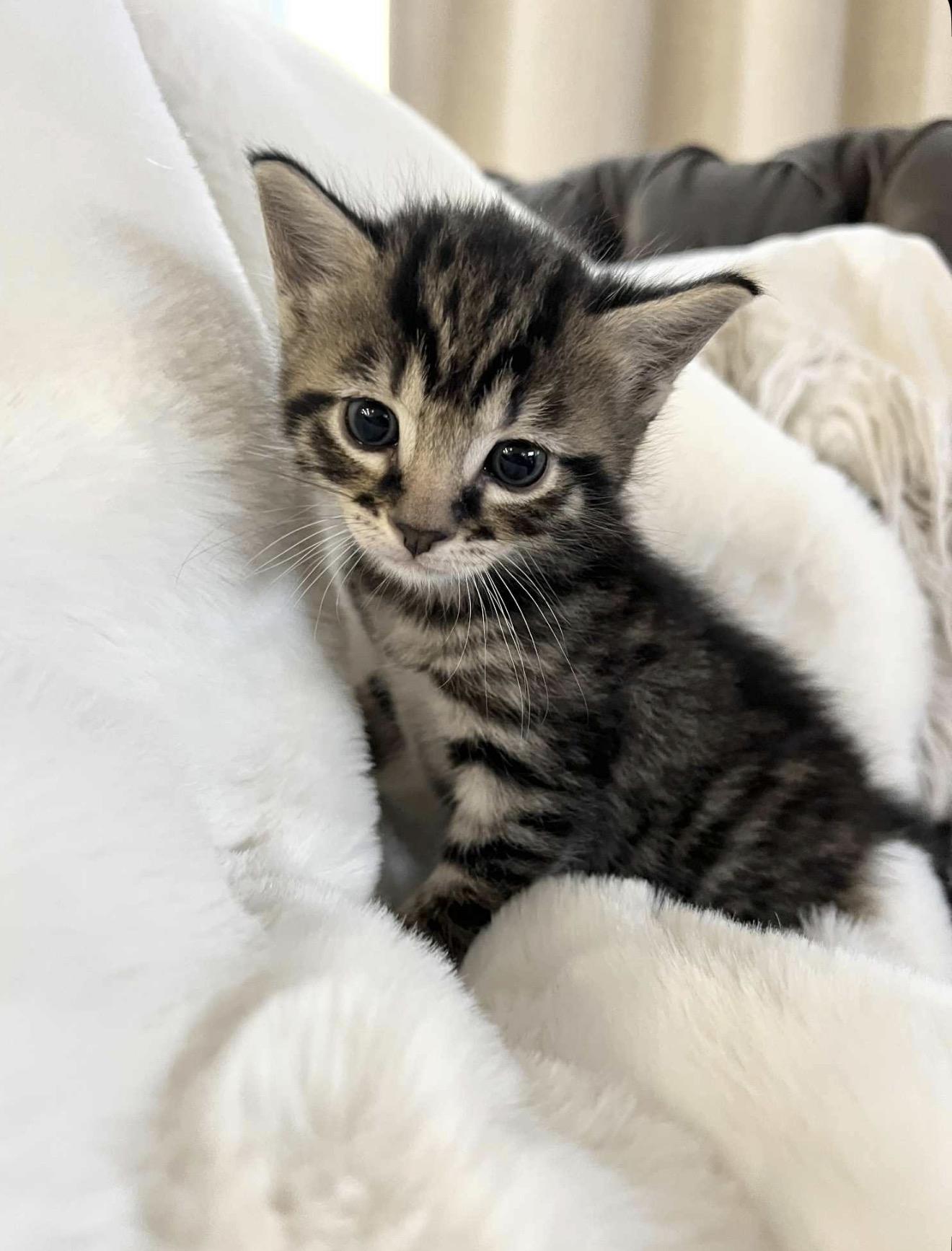 Cocoa Reilly, Adoptable, Kitten Male Domestic Short Hair.