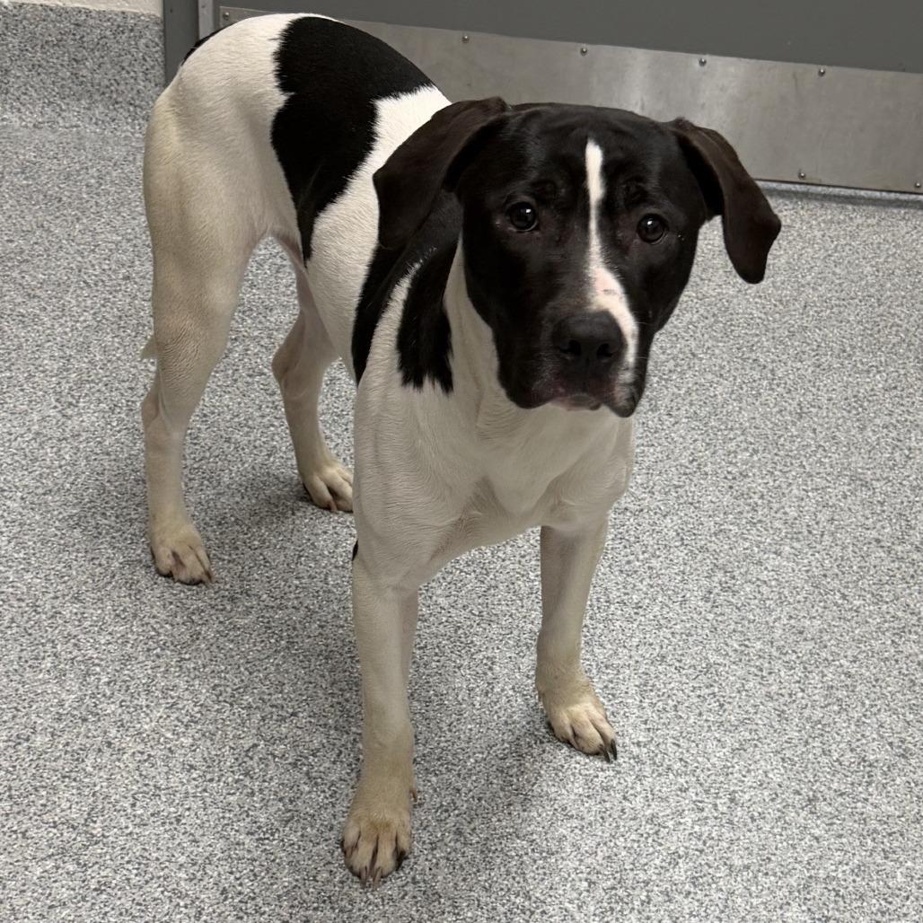 Angus, Adoptable, Young Male Pointer.