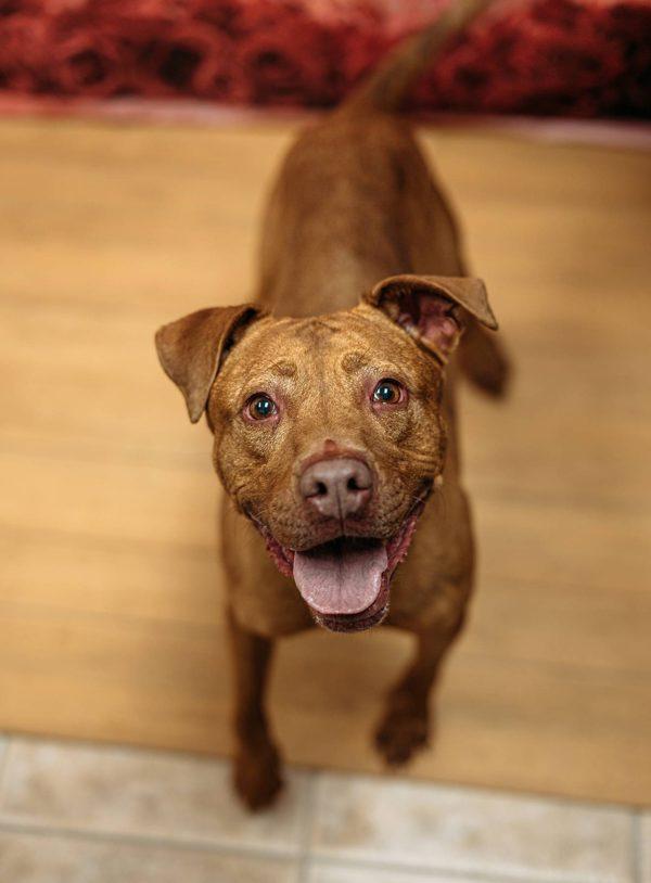 Enlarge Red, a Adoptable mixed breed in Melbourne, FL image 4/6