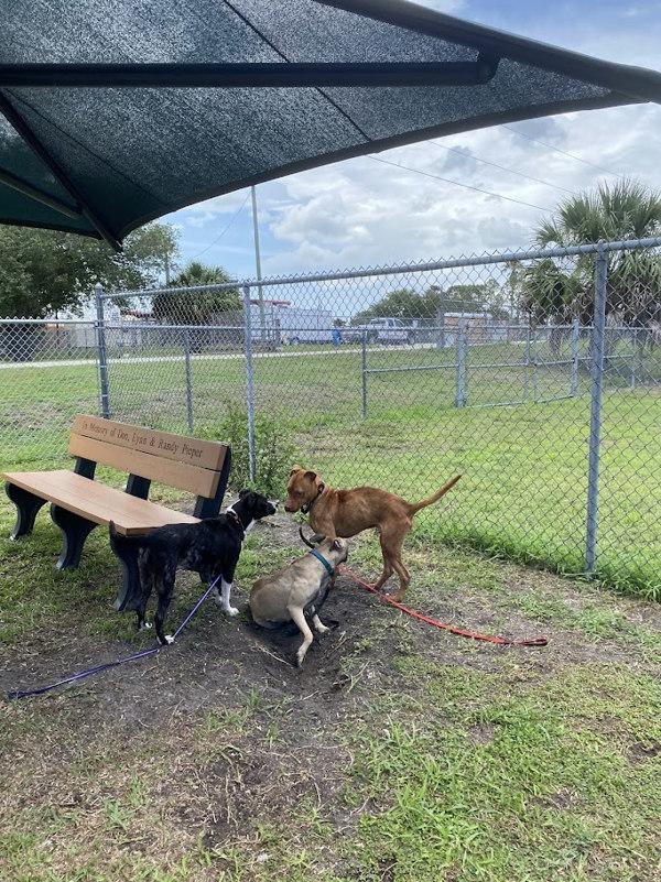 Enlarge Red, a Adoptable mixed breed in Melbourne, FL image 5/6