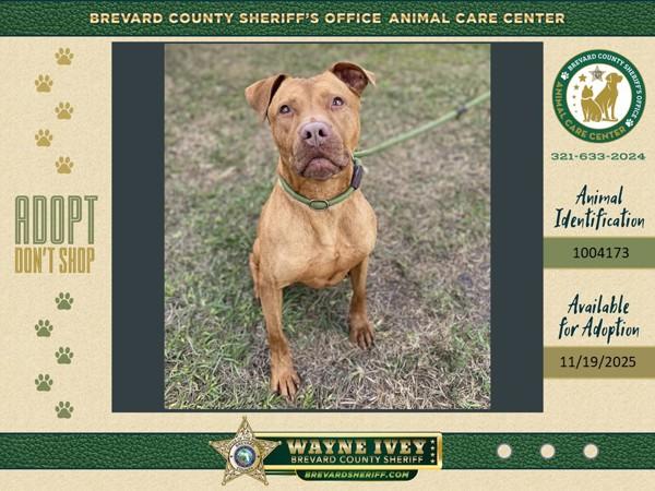 Enlarge Red, a Adoptable mixed breed in Melbourne, FL image 6/6