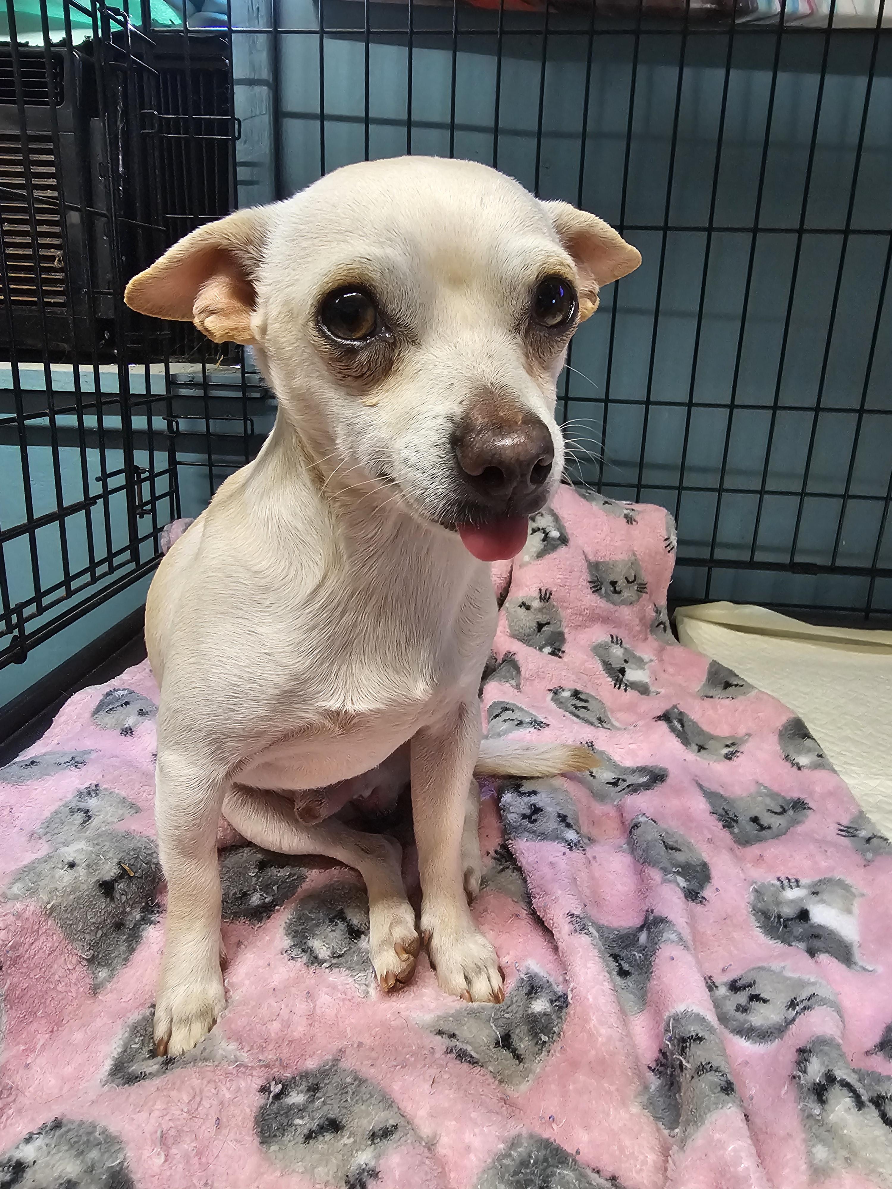 Enlarge Squirrel , an adopted Chihuahua in Chesnee, SC image 1/1